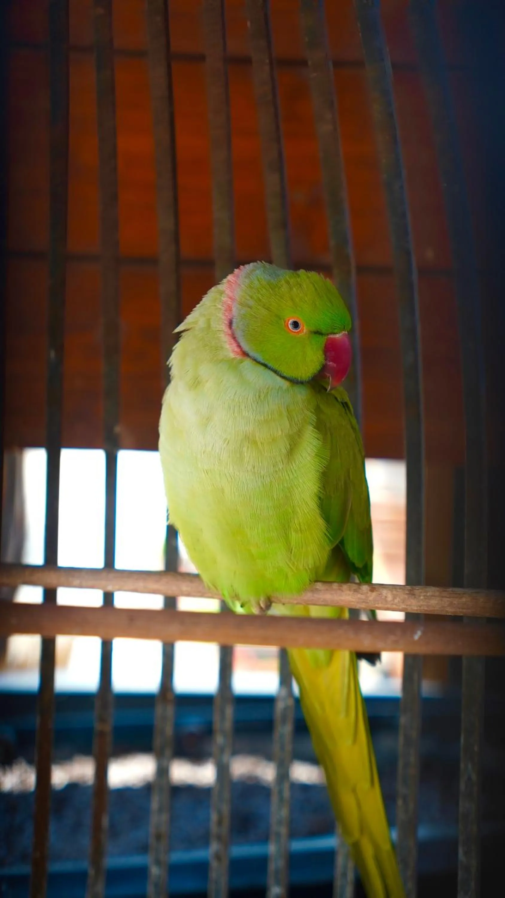 Animals in The Wind Mills Hydropark