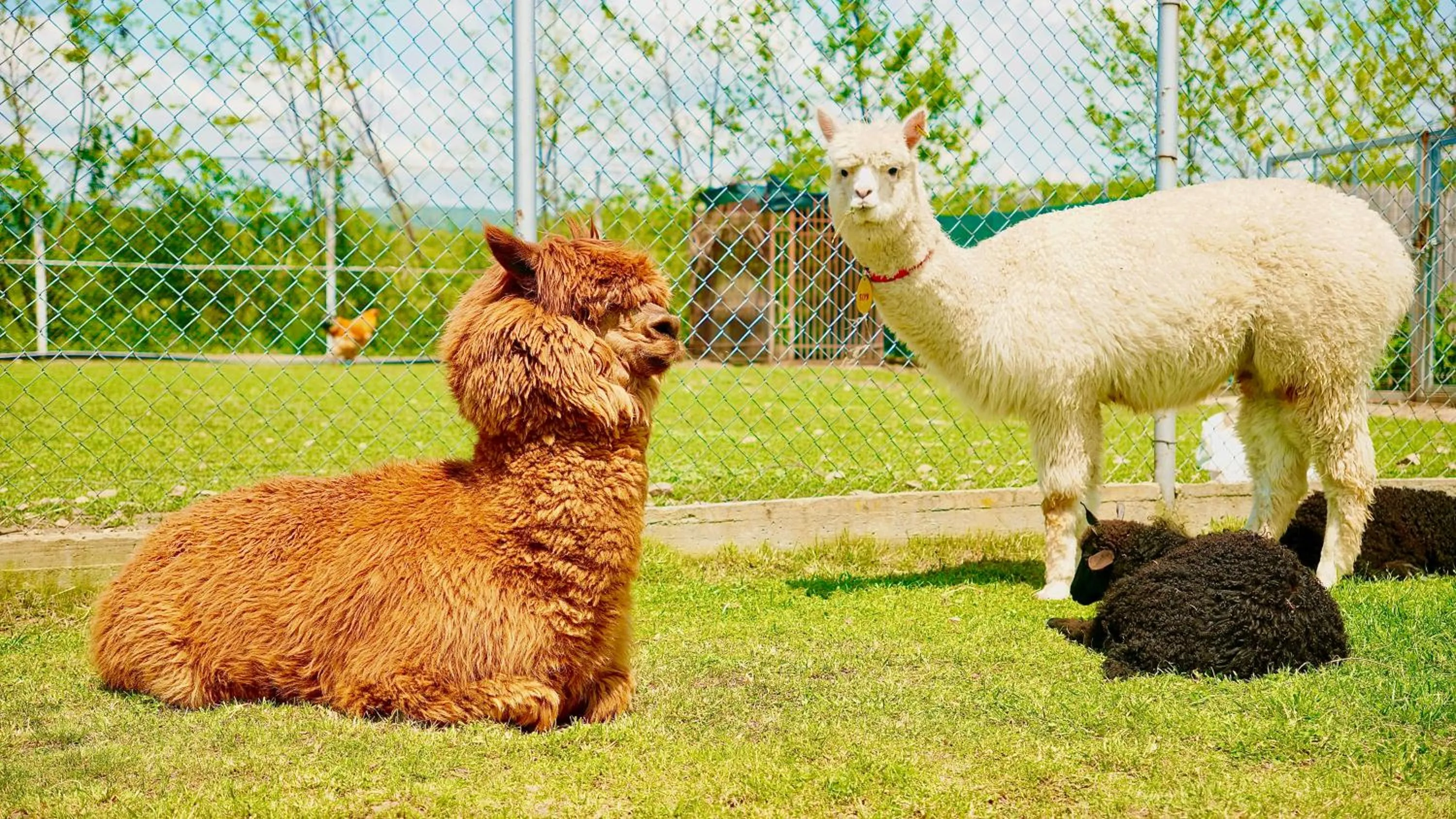 Pets in The Wind Mills Hydropark