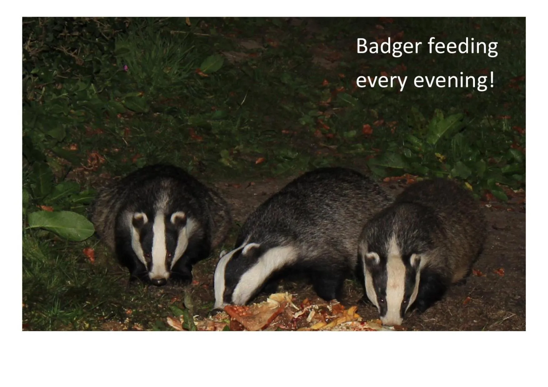 Animals in Badger Bar