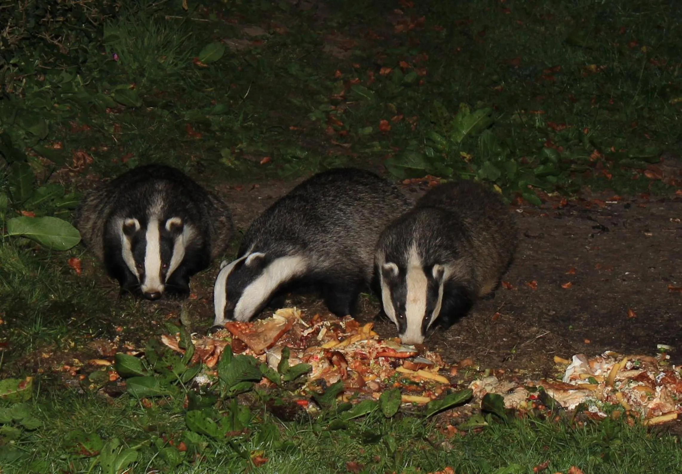 Animals in Badger Bar