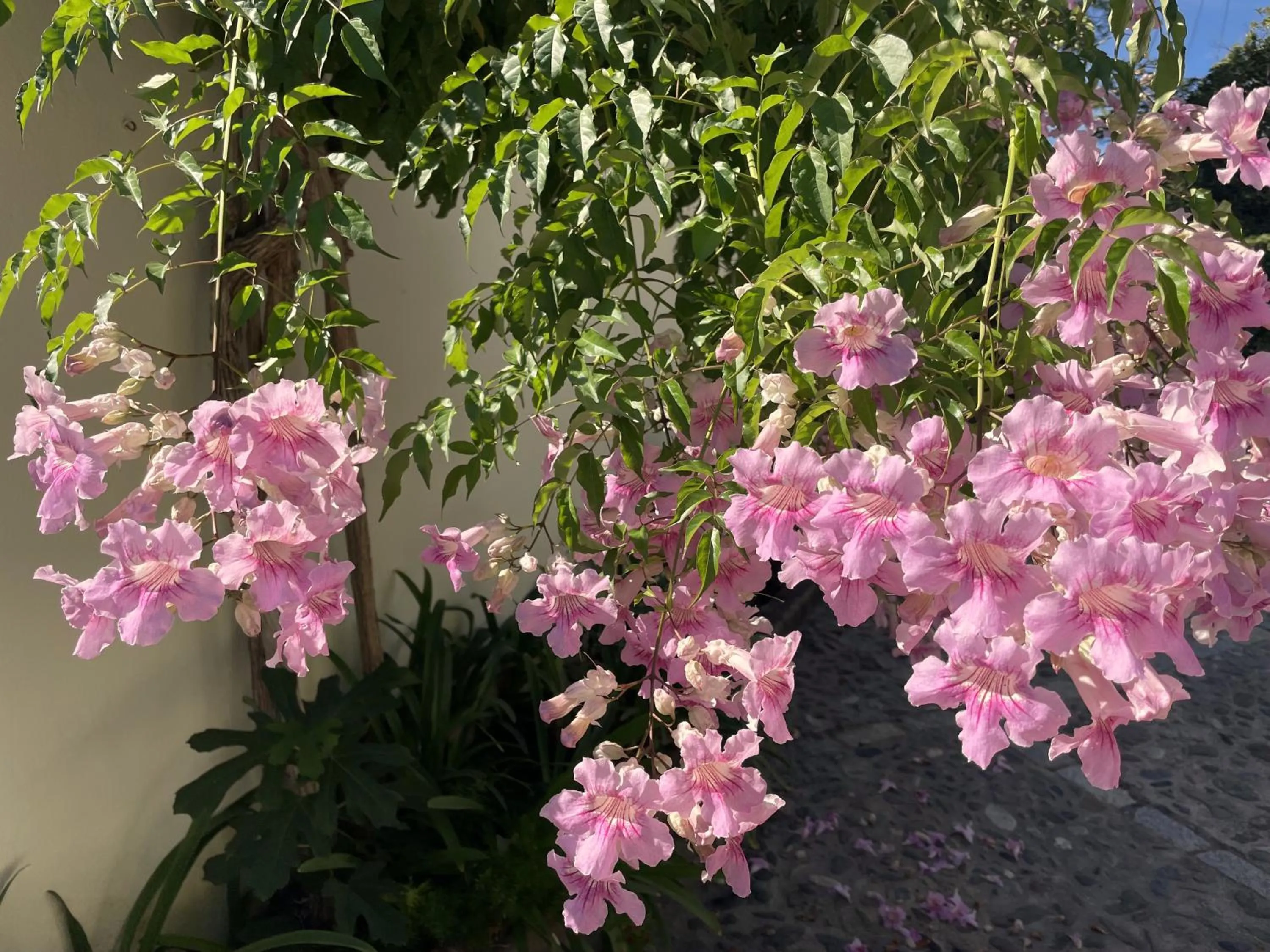 Facade/entrance in Boutique Hotel Maravilla - Marbella