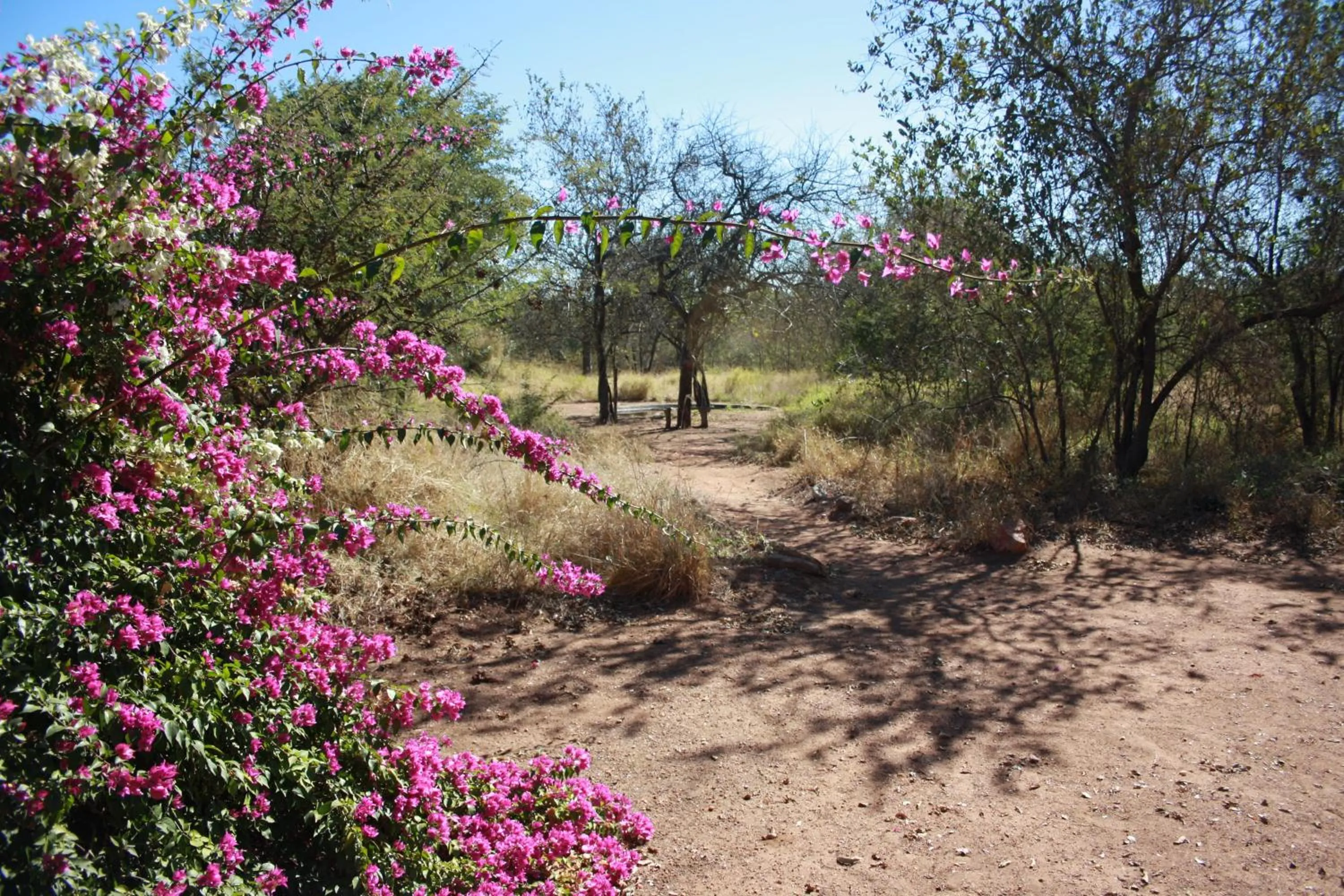 Garden in Normann Safari Bush Lodge