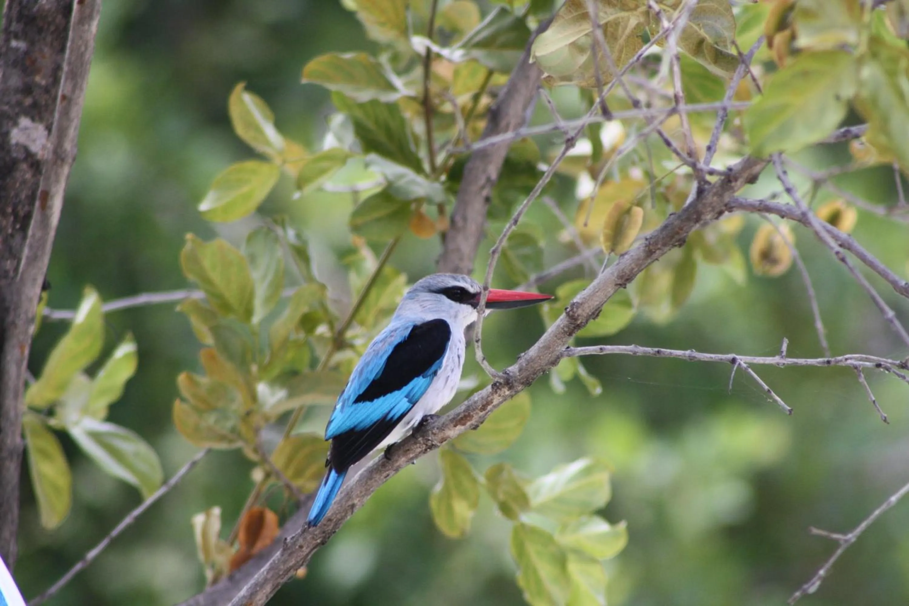 Garden in Normann Safari Bush Lodge