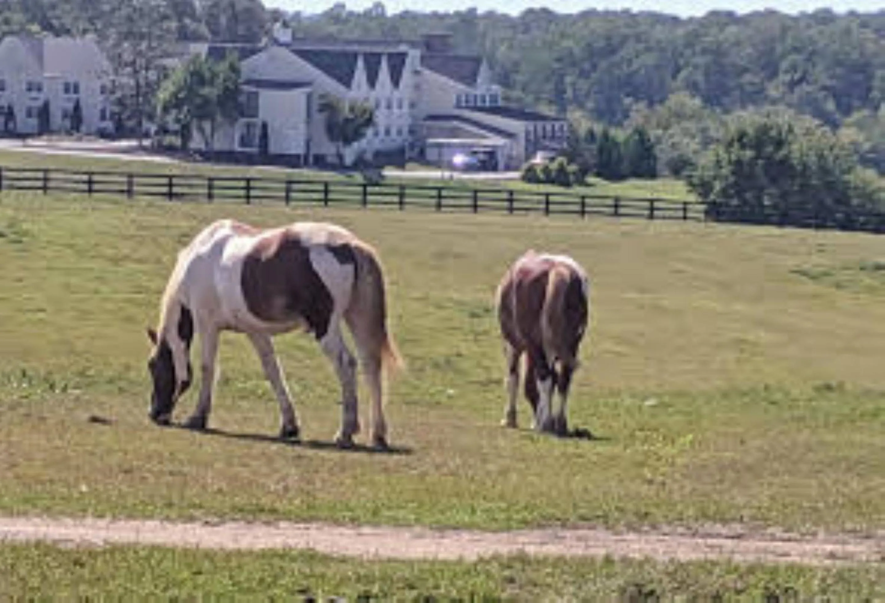 Horse-riding in Shenandoah Wilderness Traveler