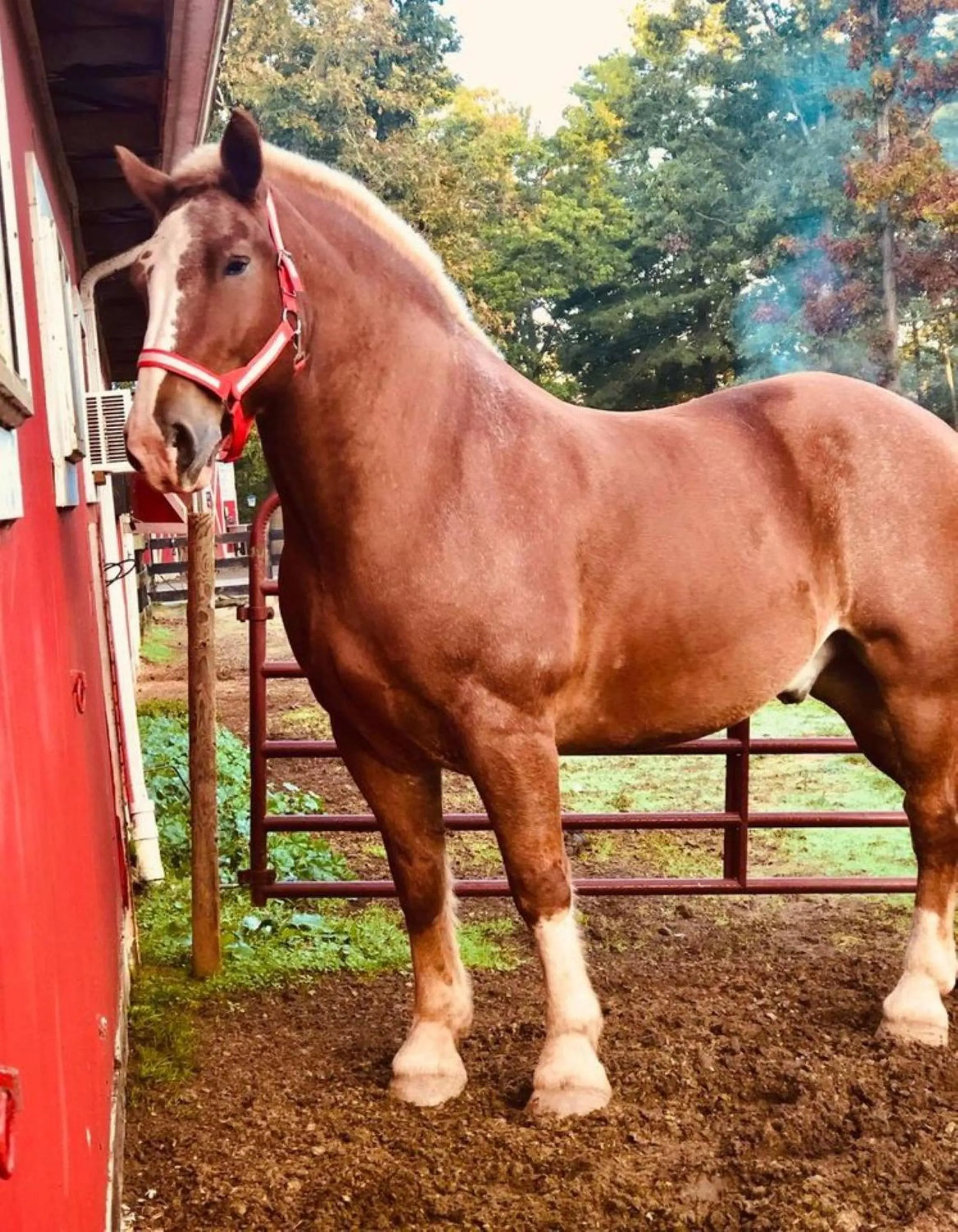 Horse-riding in Shenandoah Wilderness Traveler