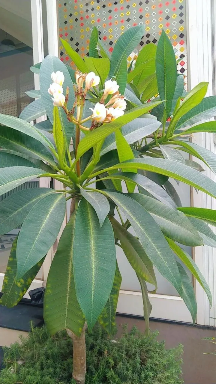 Garden in The Jais Boutique Stay