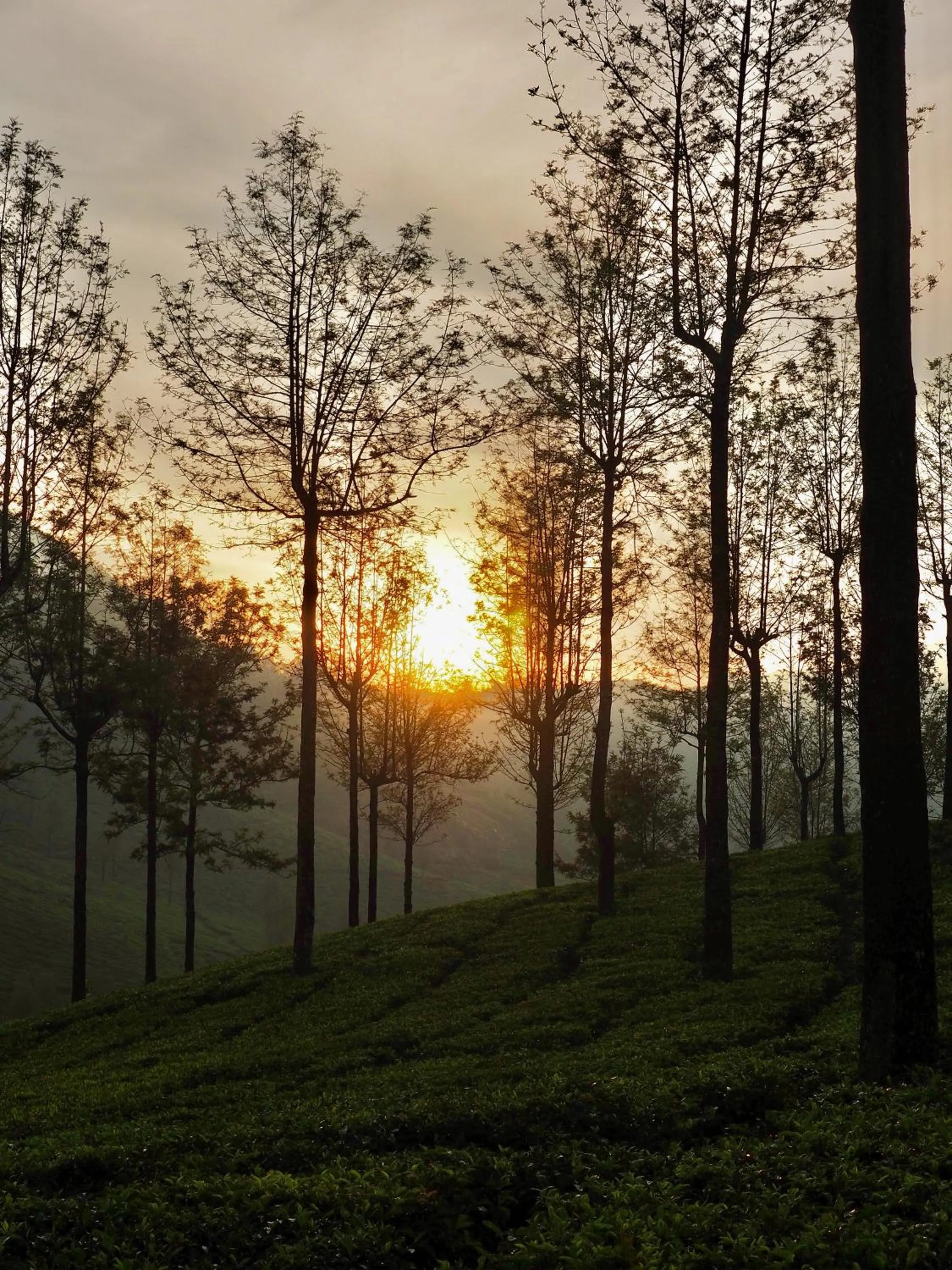 Day in Lockhart Bungalow Munnar - A CGH Earth SAHA Experience