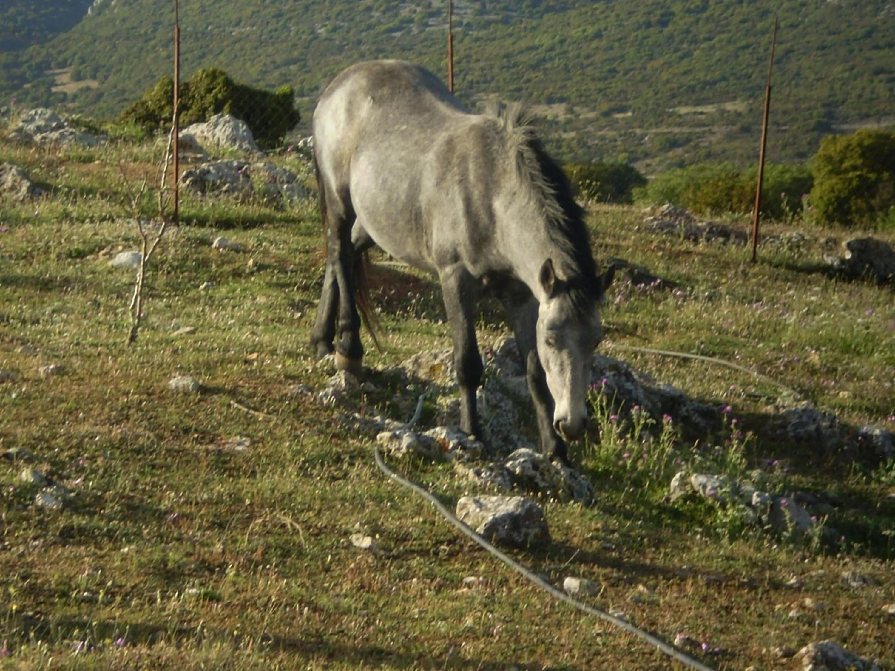 Other in Arachovitika Kalivia