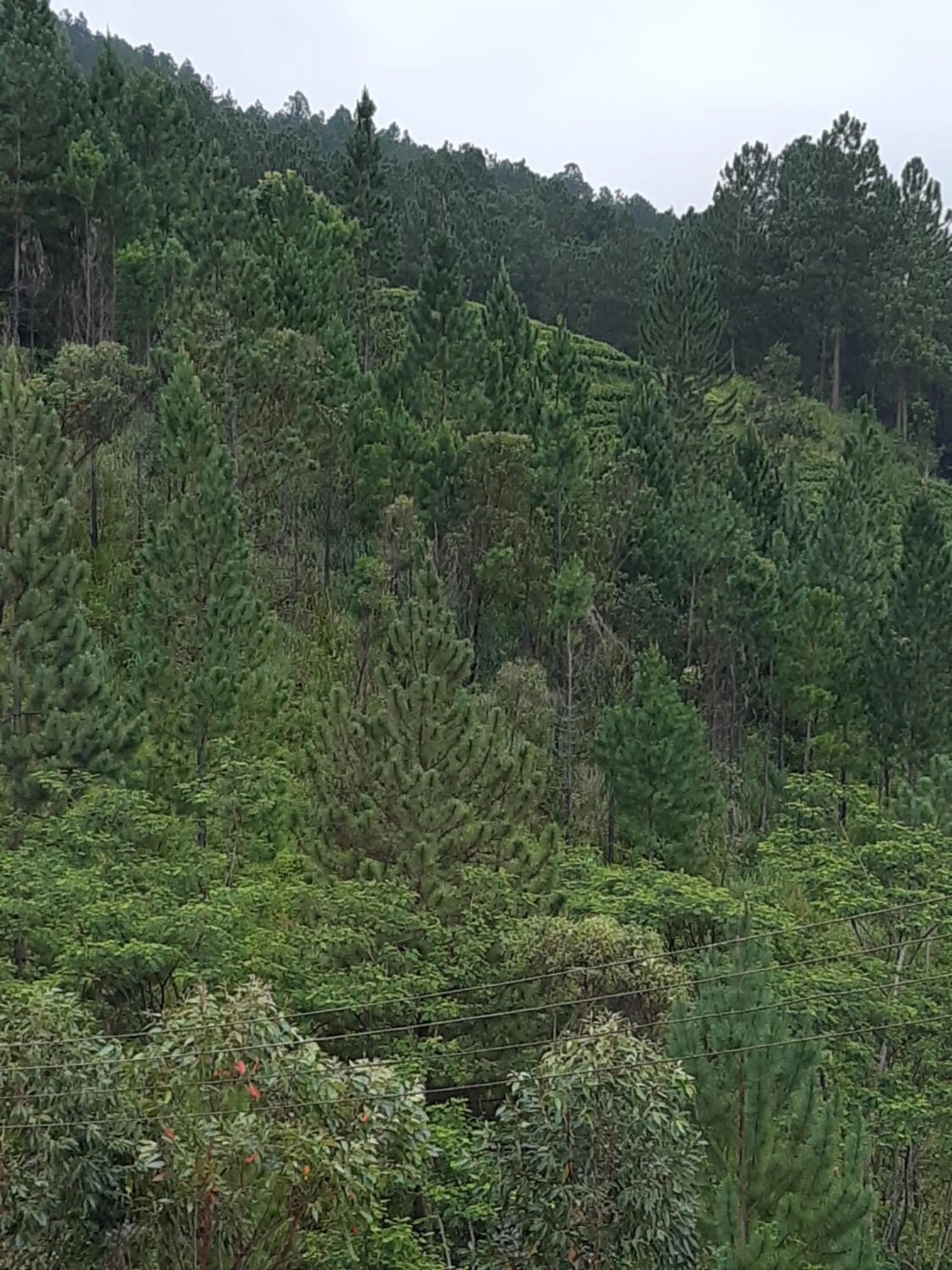 Lassana Holiday Bungalow