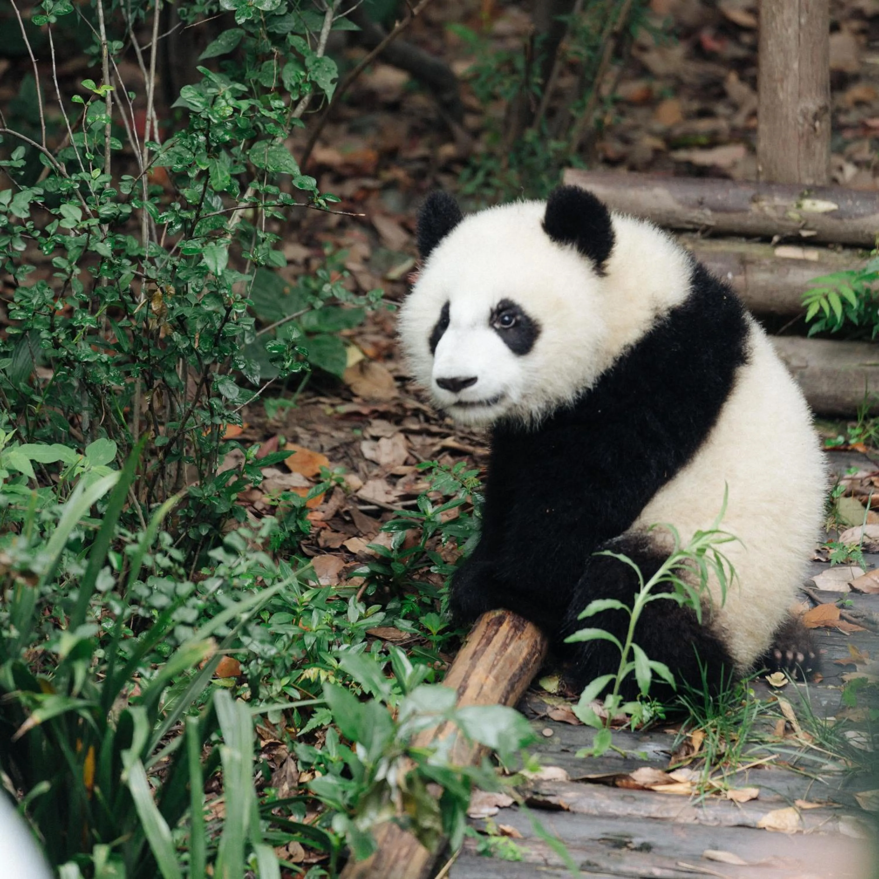 Nearby landmark in The St. Regis Chengdu