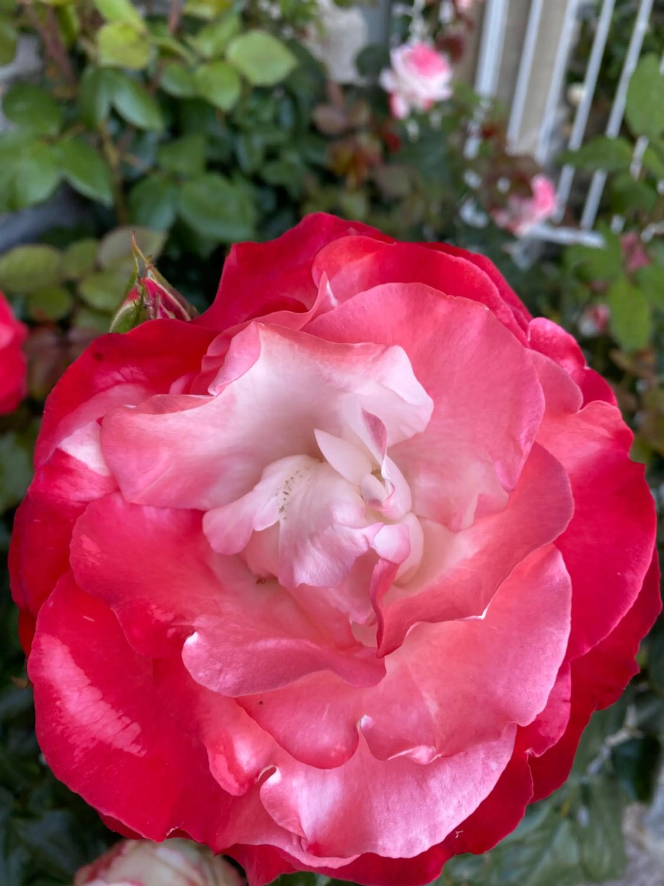 Château du Puech en Aubrac