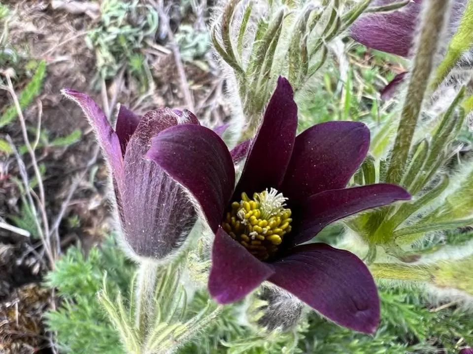 Château du Puech en Aubrac