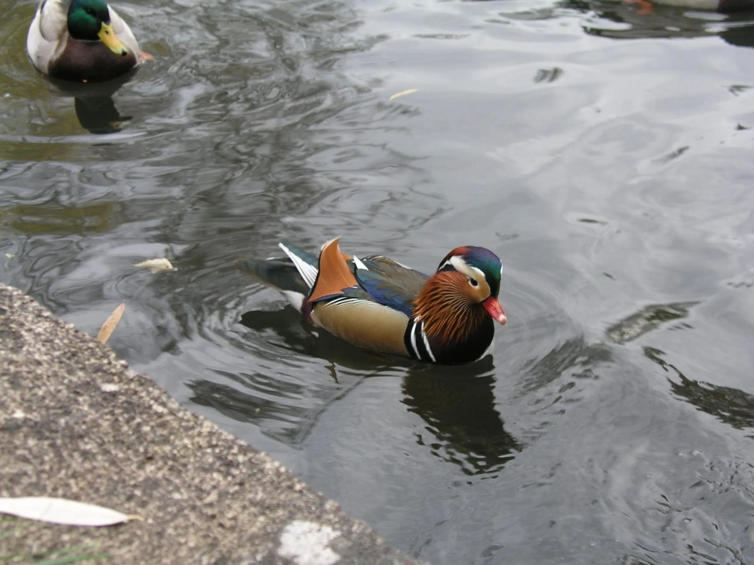 Animals in Domizil Neu Venedig