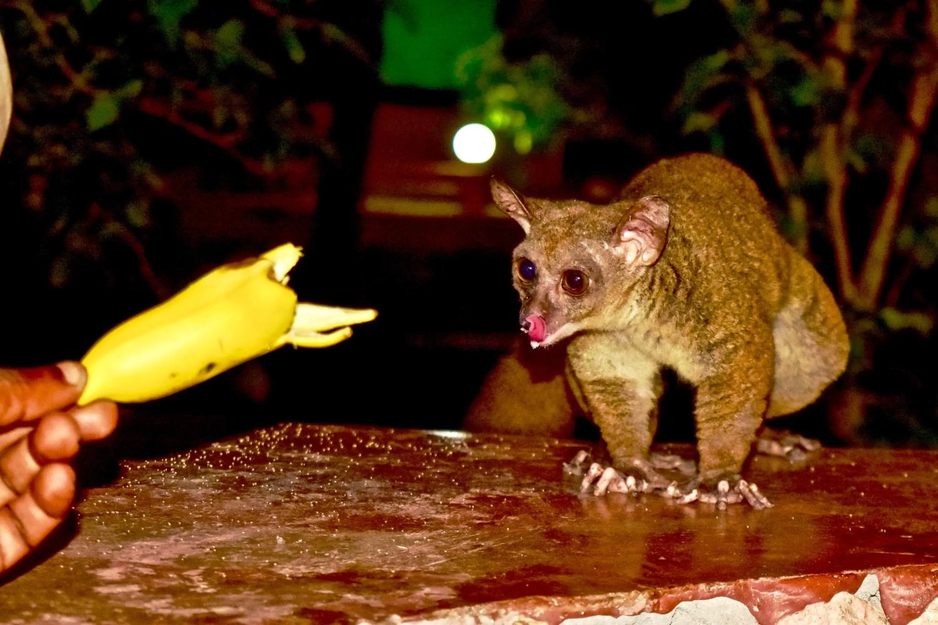 Night in Mangrove Lodge