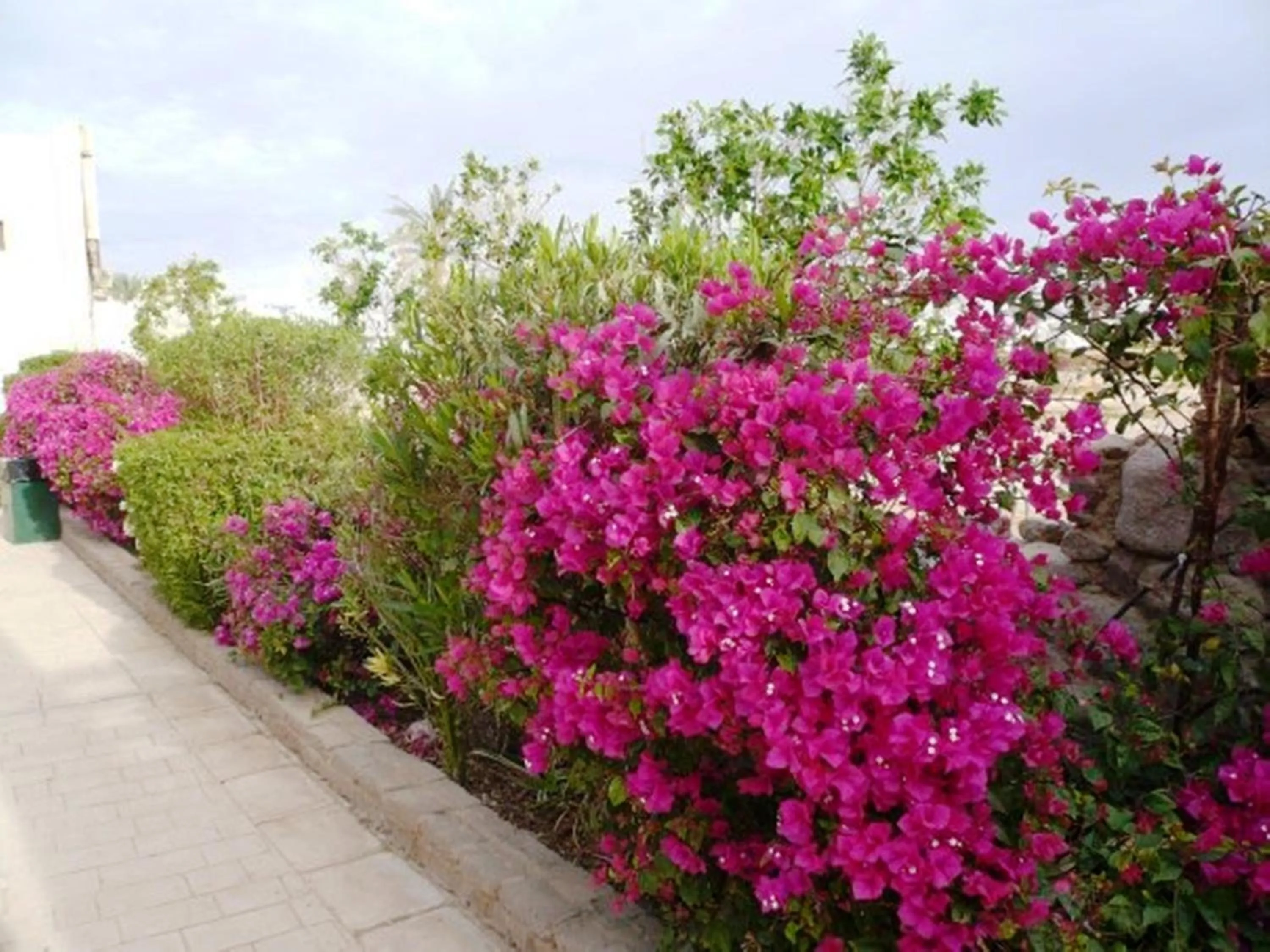 Garden in Logaina Sharm Resort Apartments