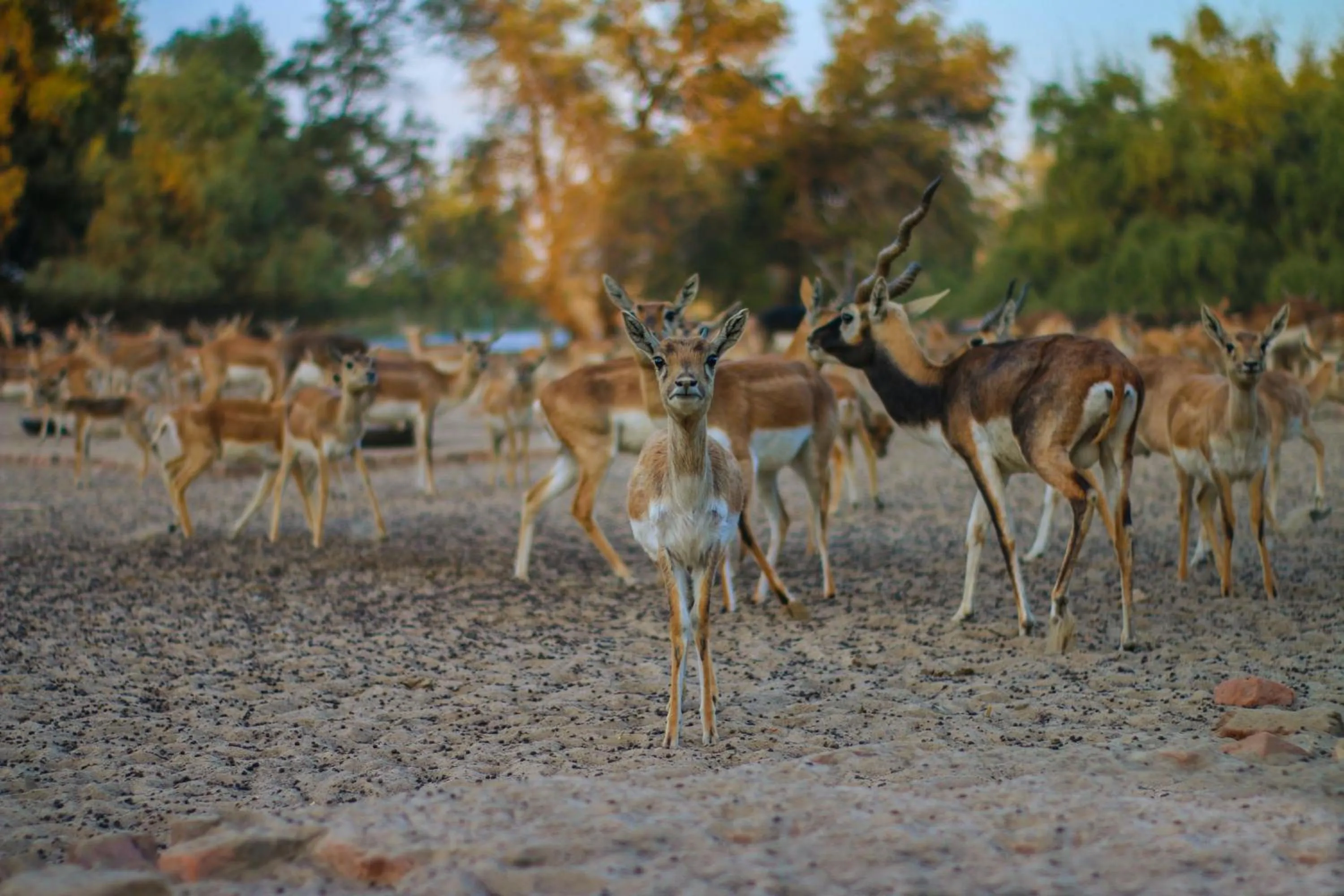 Chinkara Resorts Bishnoi Village