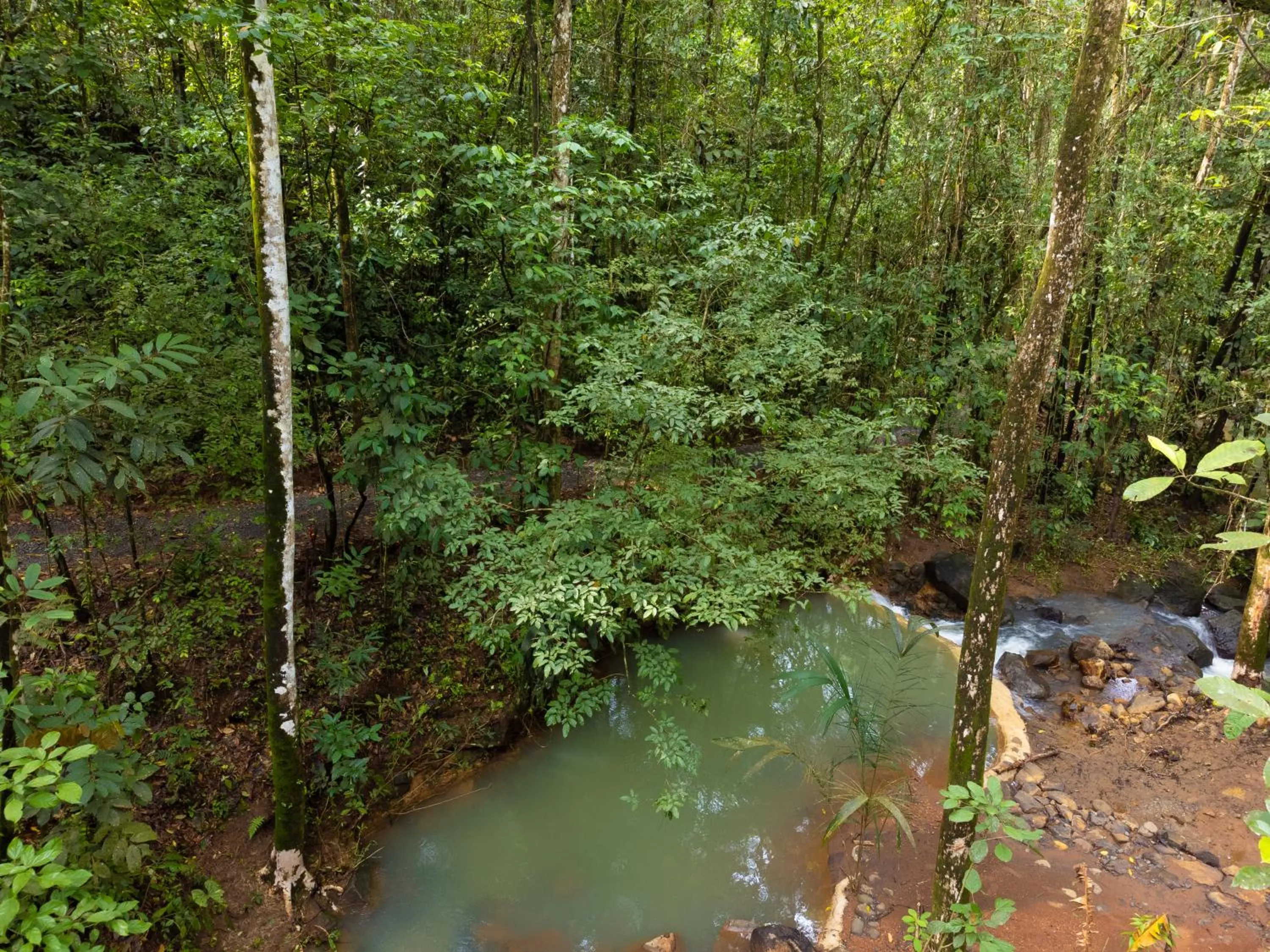 Spring in Hotel Heliconias Nature Inn & Hot Springs