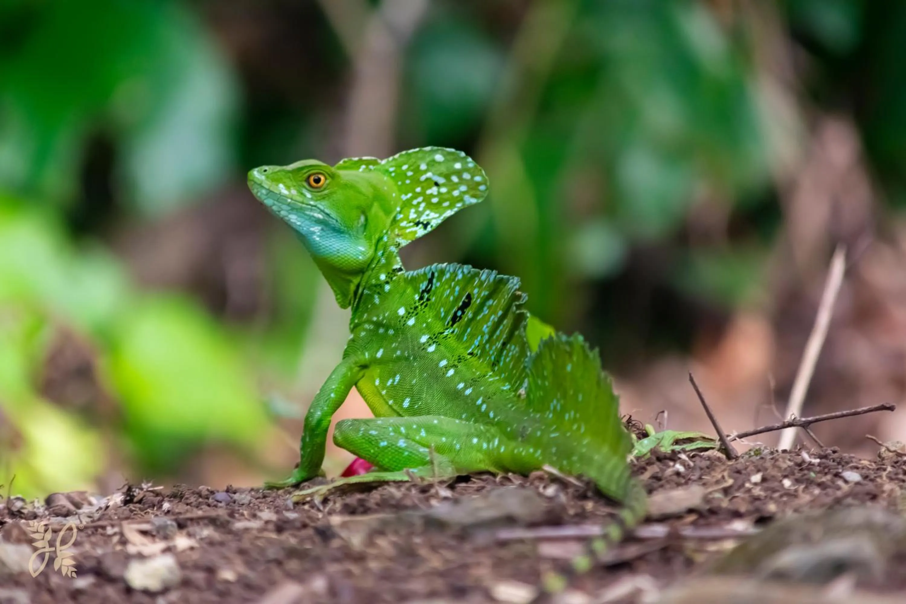 View (from property/room) in Hotel Heliconias Nature Inn & Hot Springs