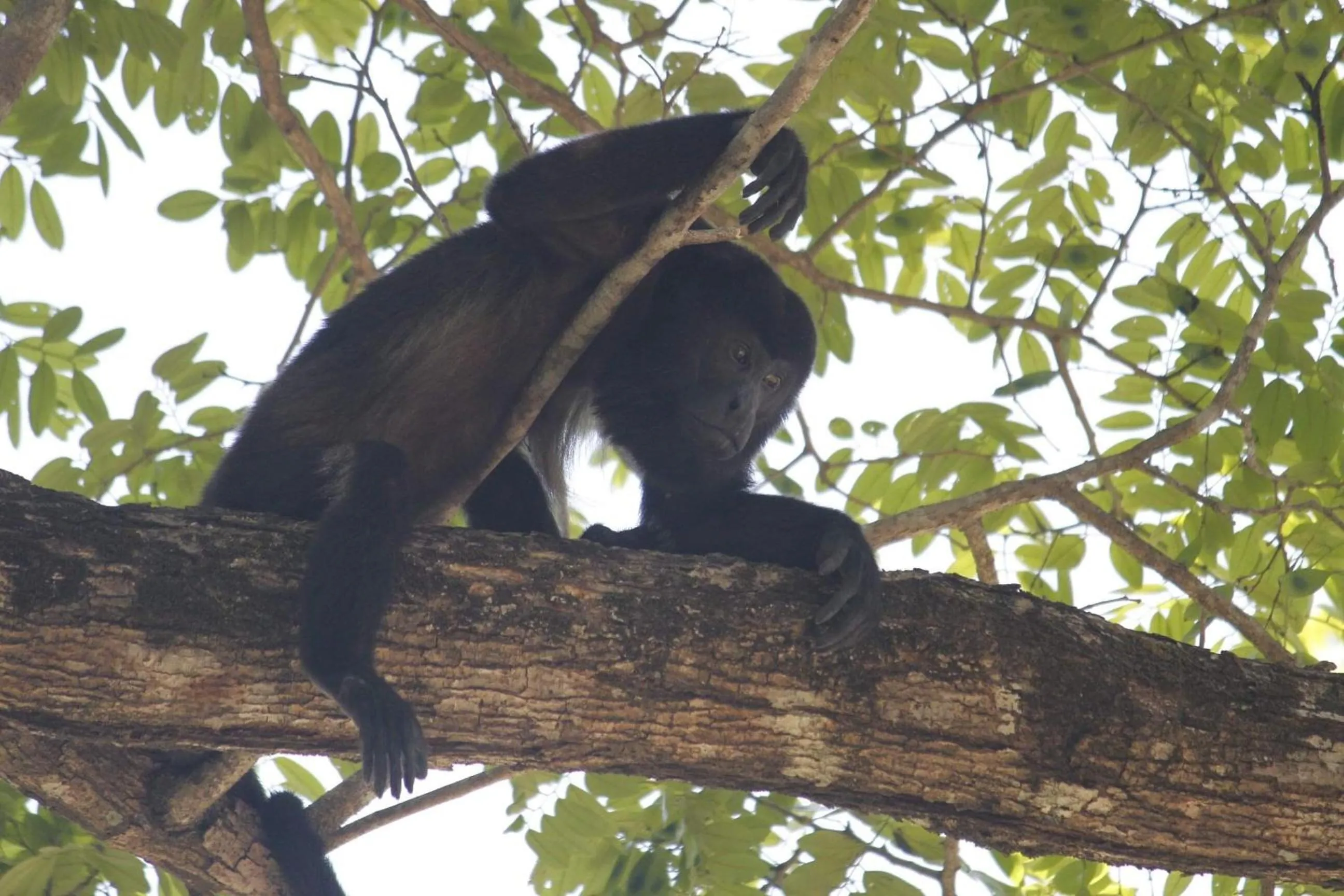 Animals in Nosara Sunrise Bed and Breakfast