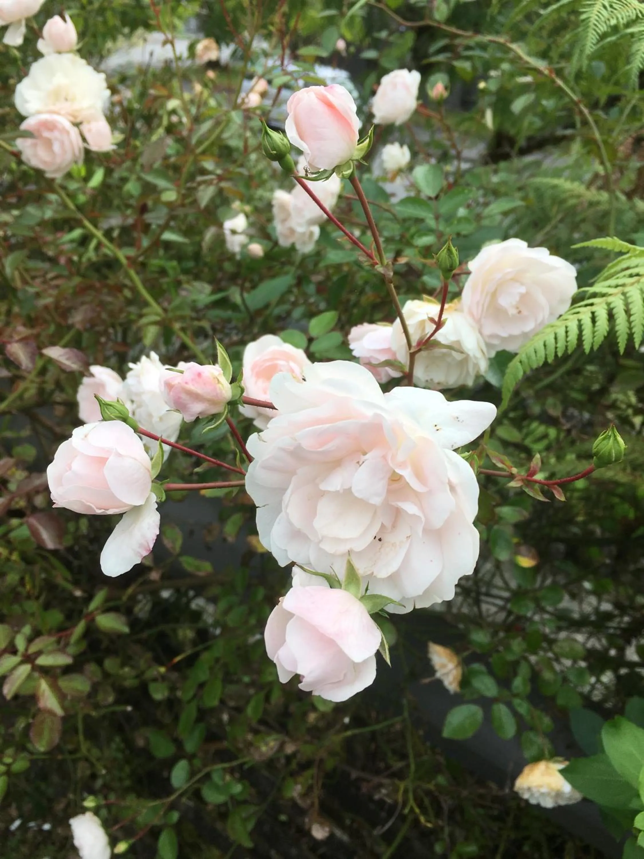 Spring in Ivorytowers Accommodation