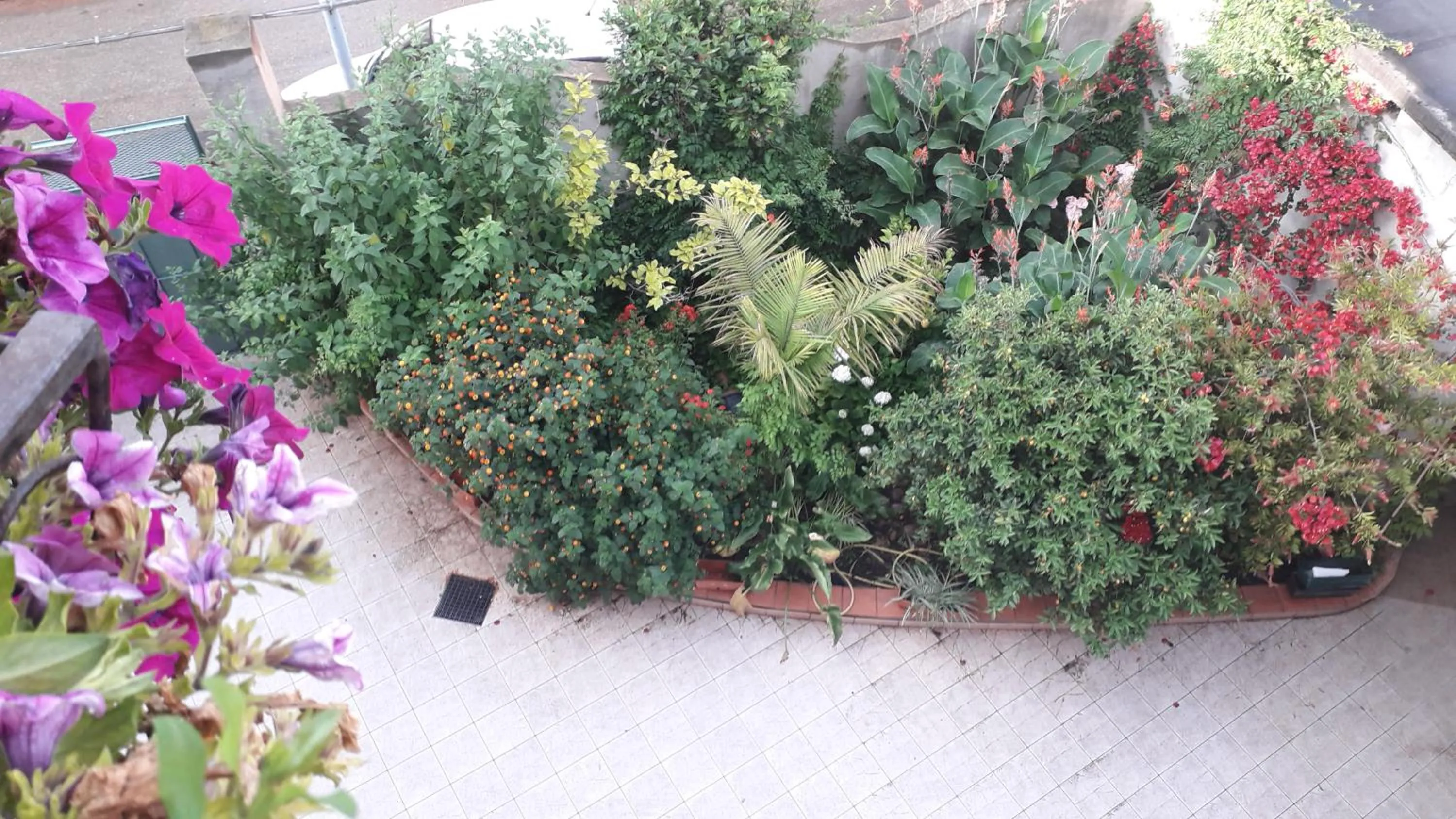 Garden in Bed and Breakfast Le petunie