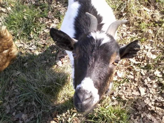 Animals in Chalets du Bois de Vache