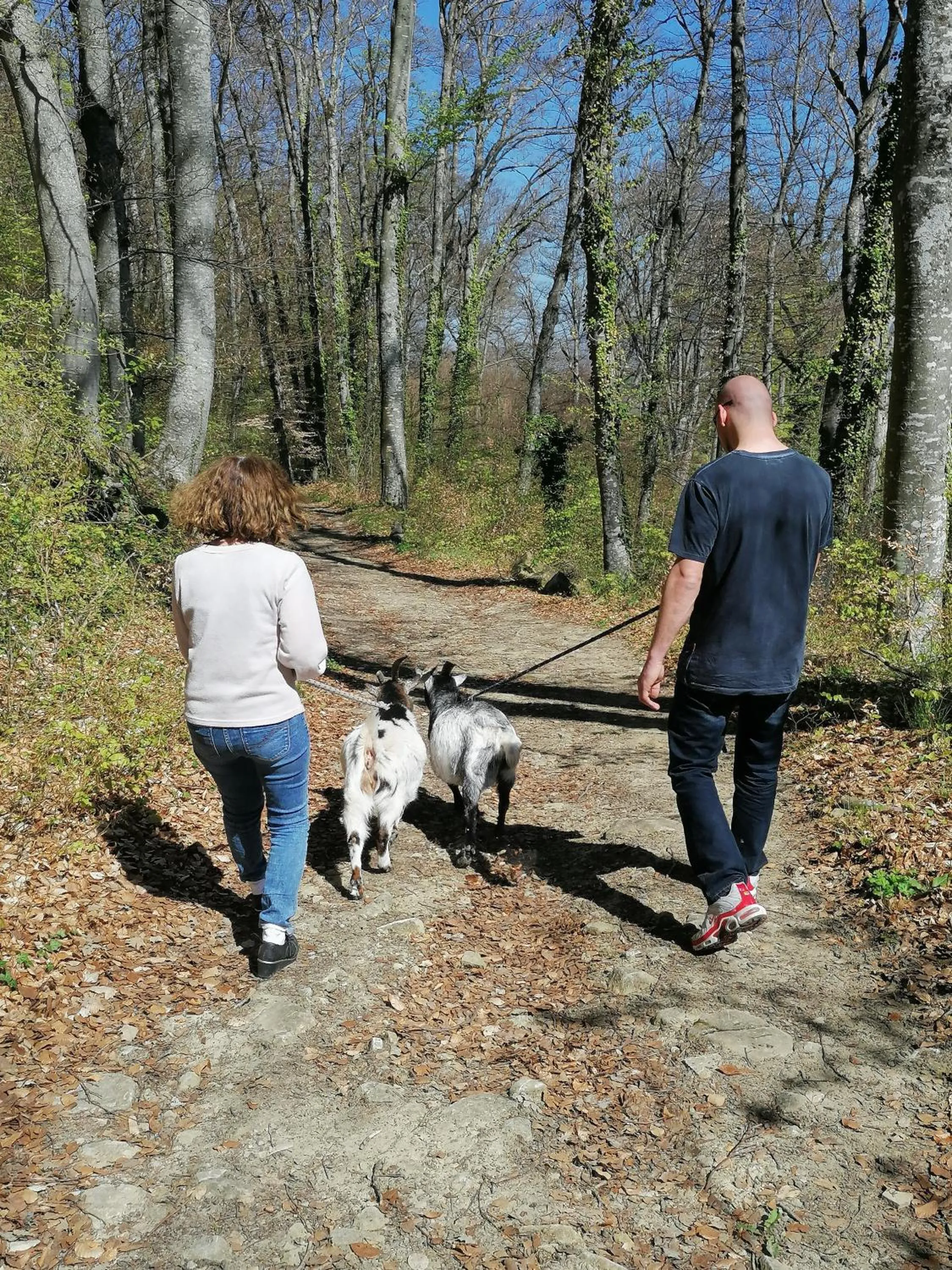 Chalets du Bois de Vache