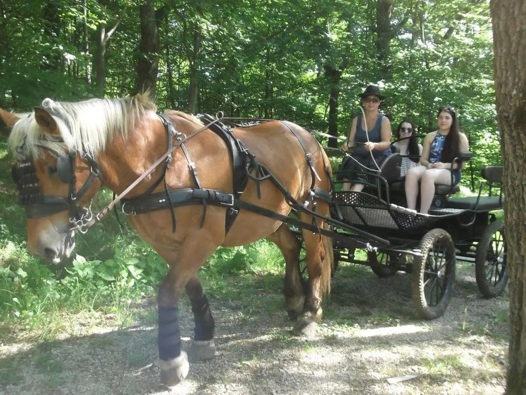 Activities in Chalets du Bois de Vache