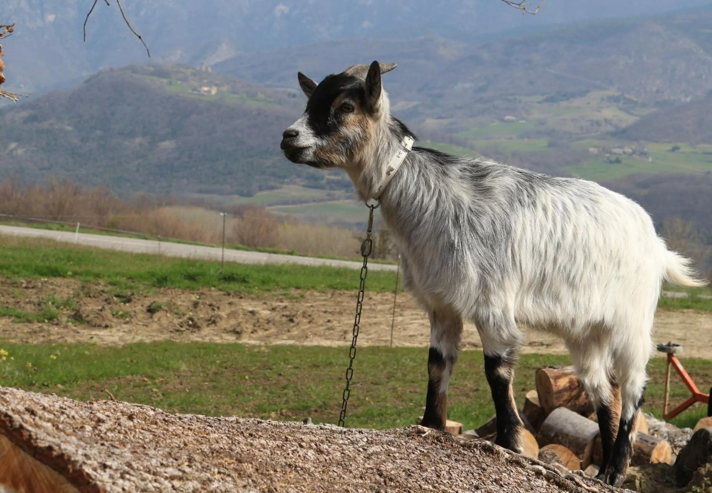 Animals in Chalets du Bois de Vache