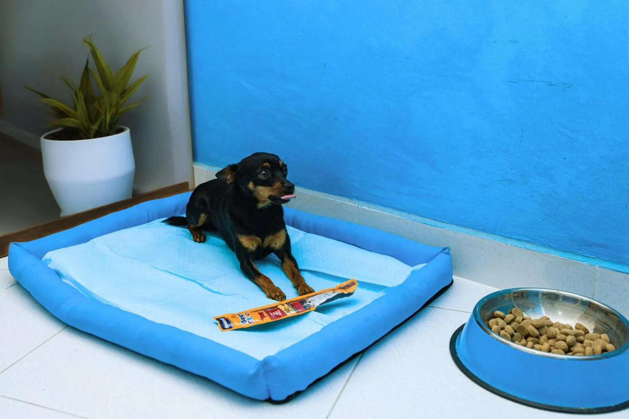 Animals in Hotel Blu Eden