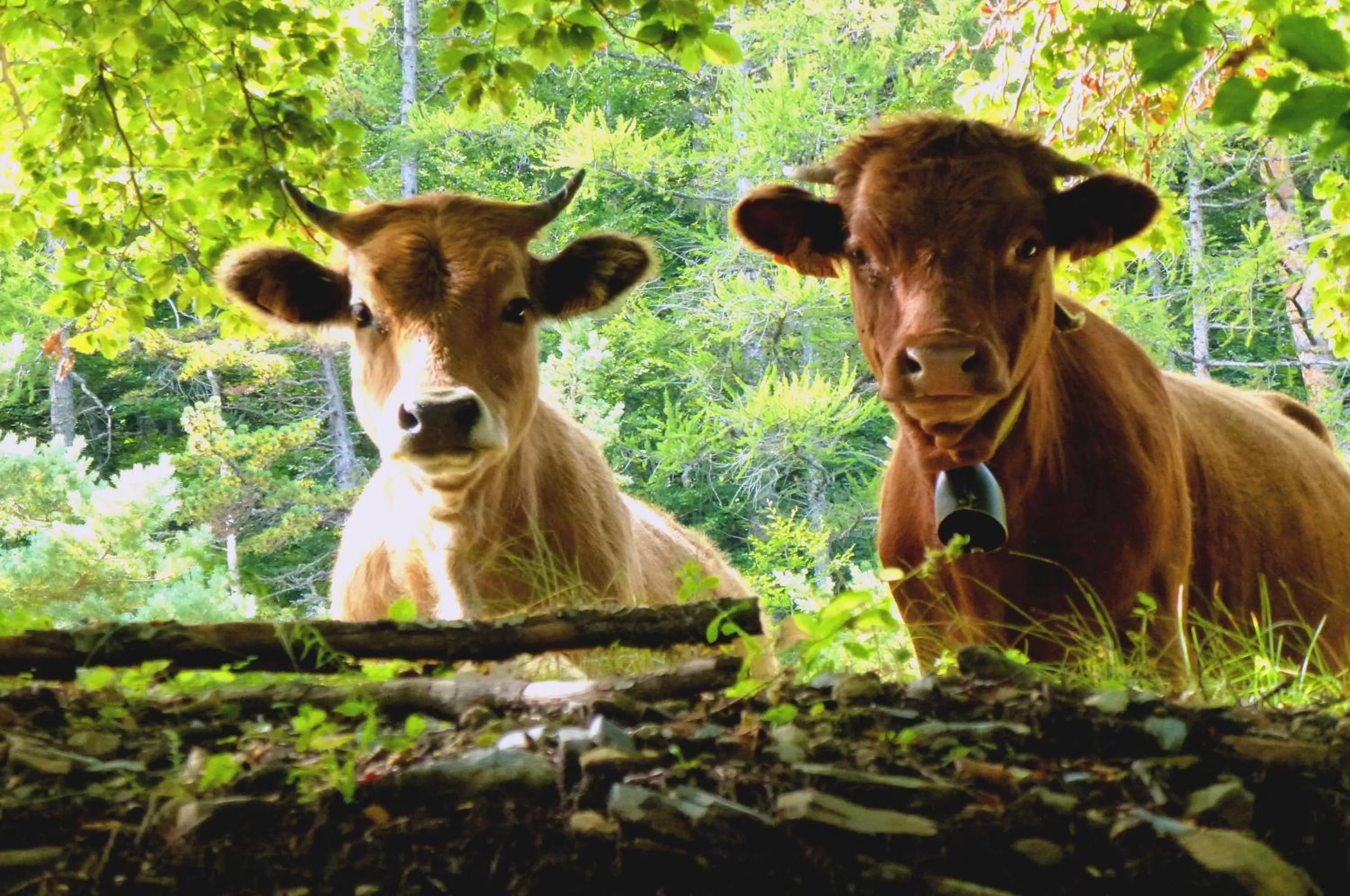 Off site in Logis Hôtel - Restaurant Aux Bruyères