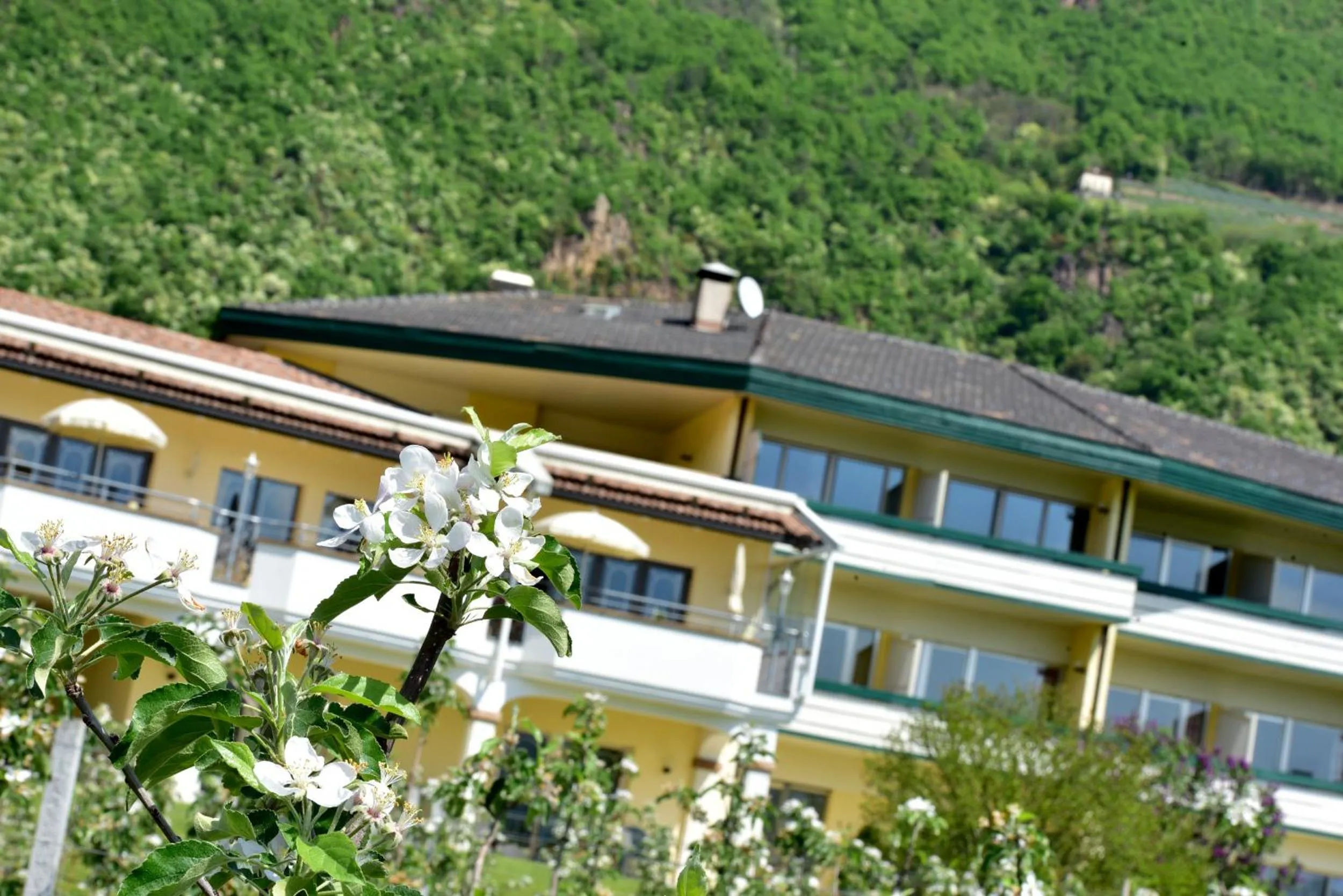 Spring in Hotel Greifenstein