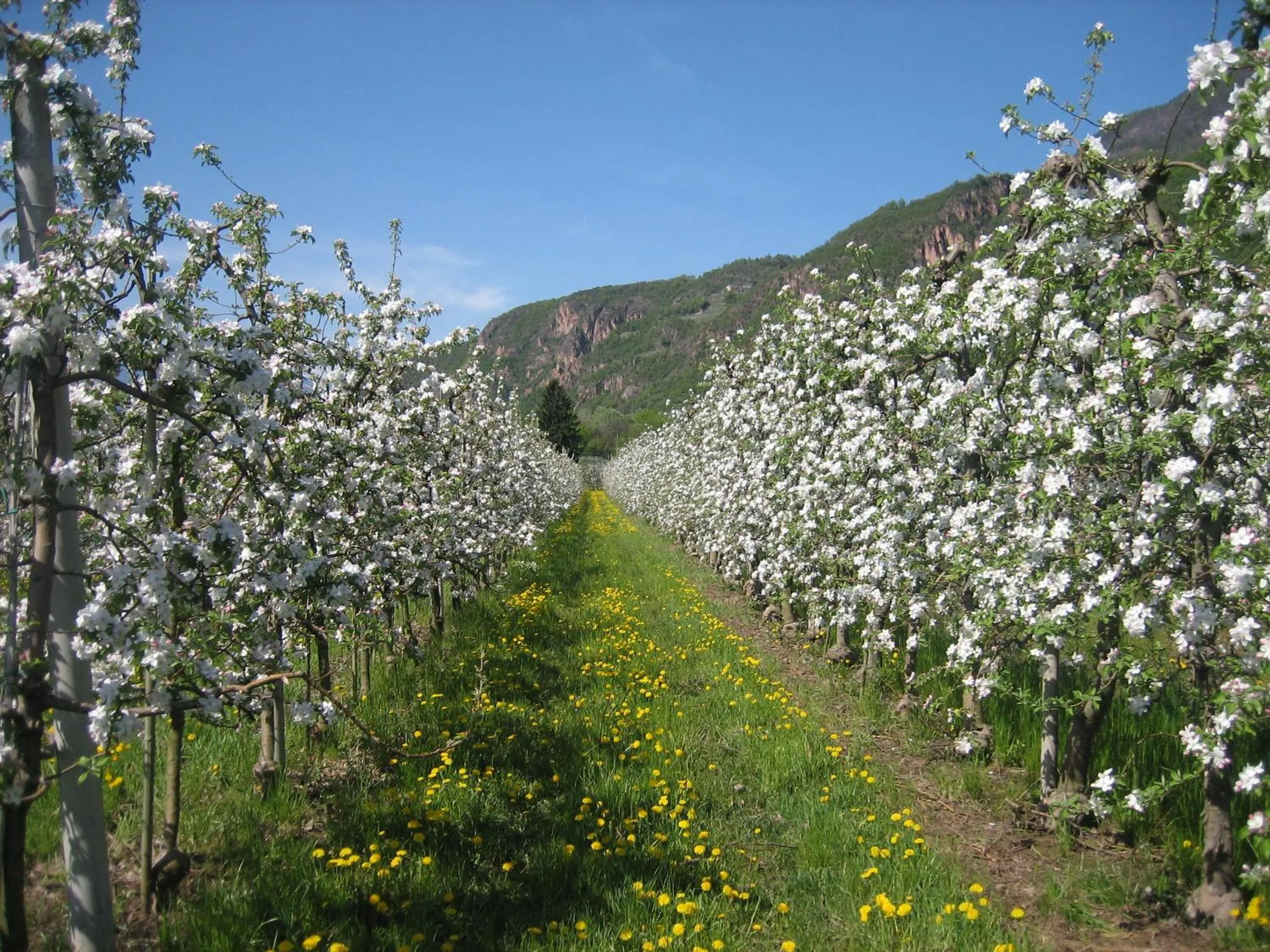 Garden in Hotel Greifenstein