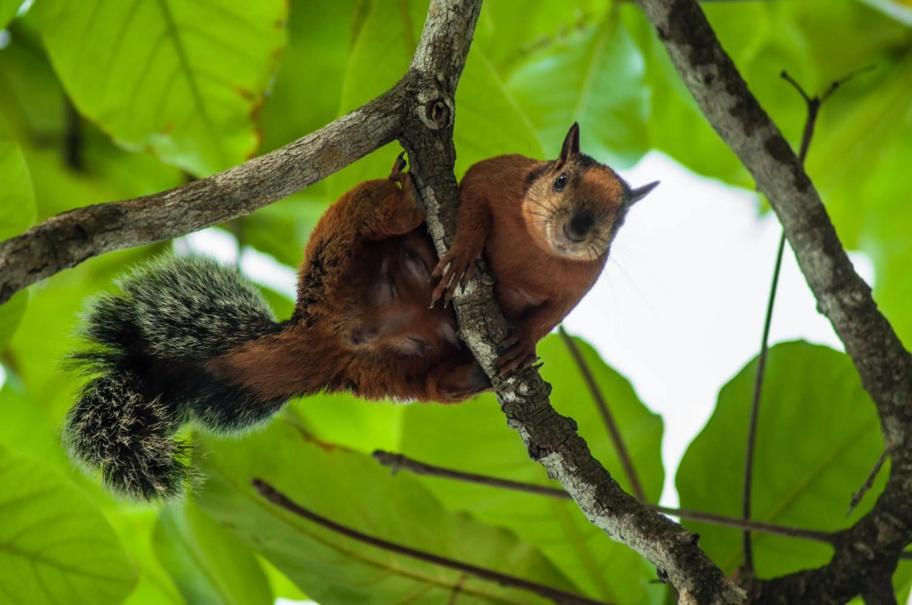 Animals in Maoritsio Garden Studios