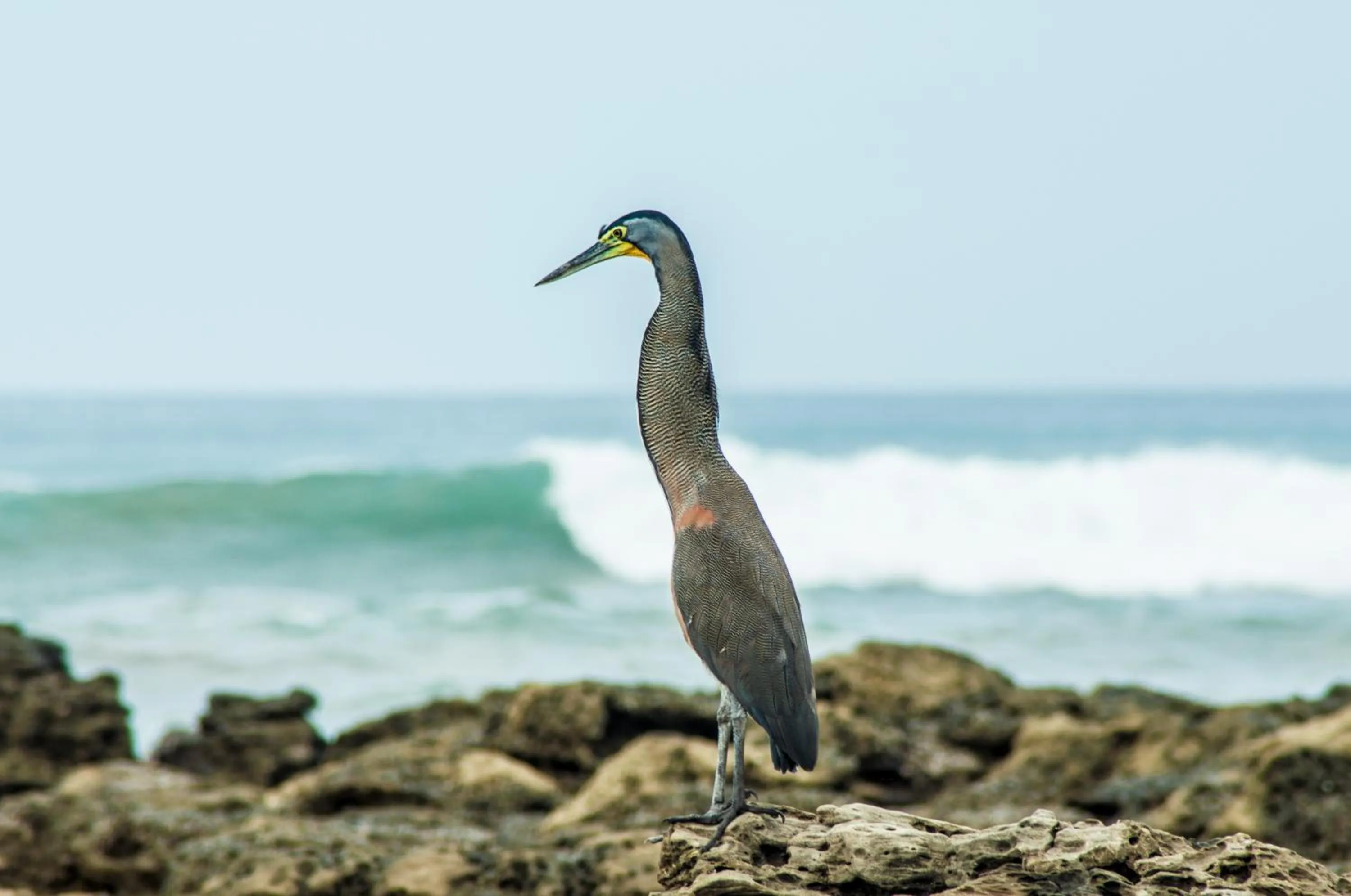 Animals in Maoritsio Garden Studios