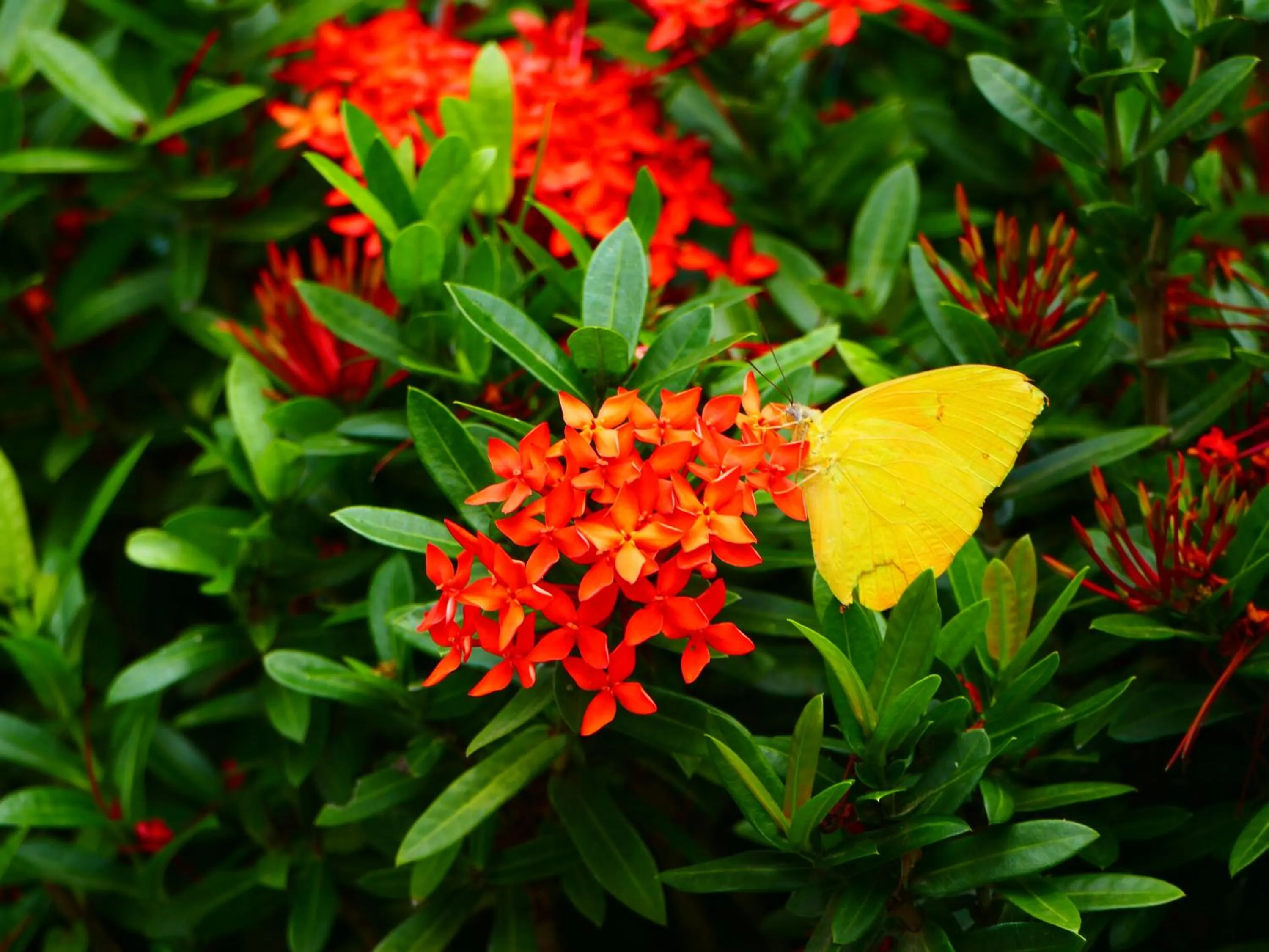 Garden in Maoritsio Garden Studios