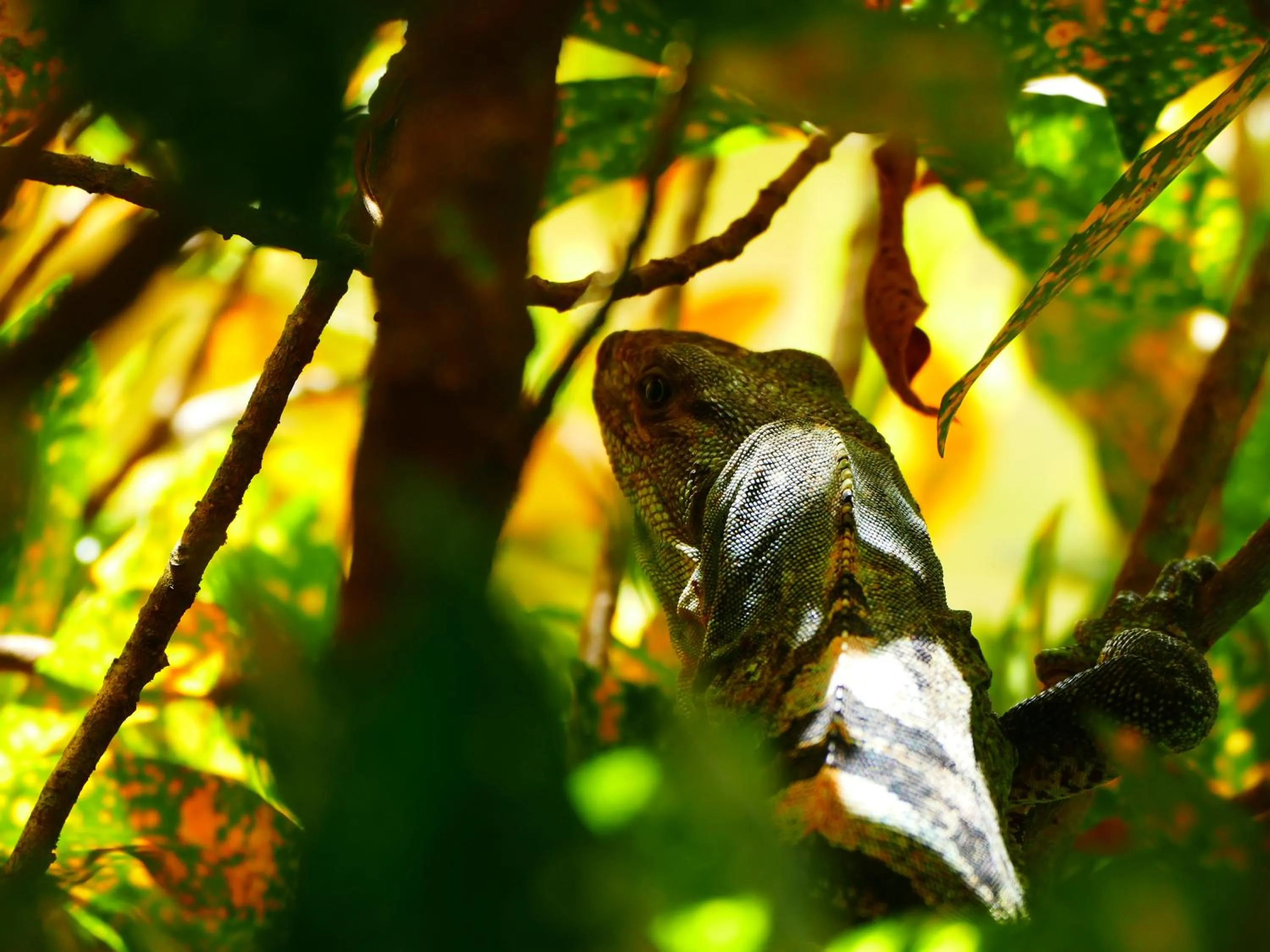Animals in Maoritsio Garden Studios