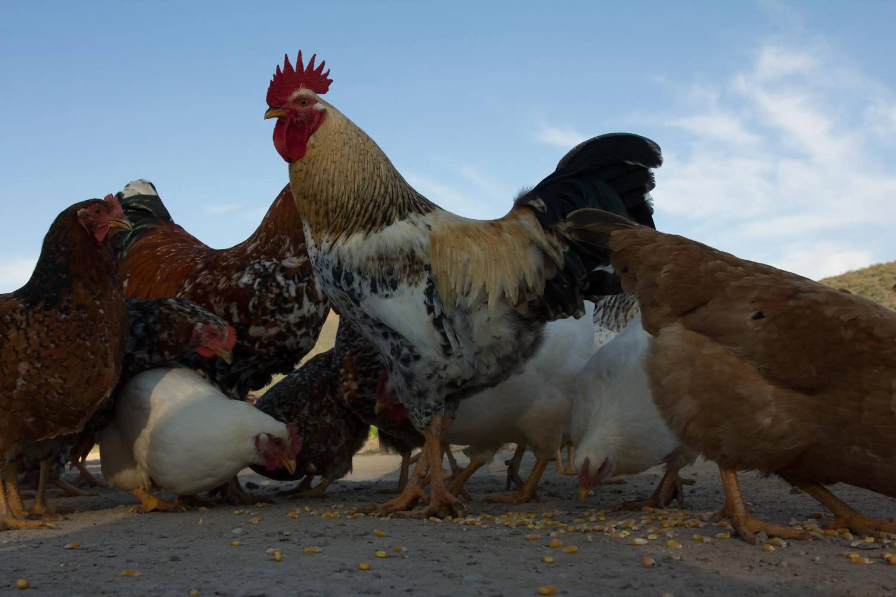 Animals in De Kombuys