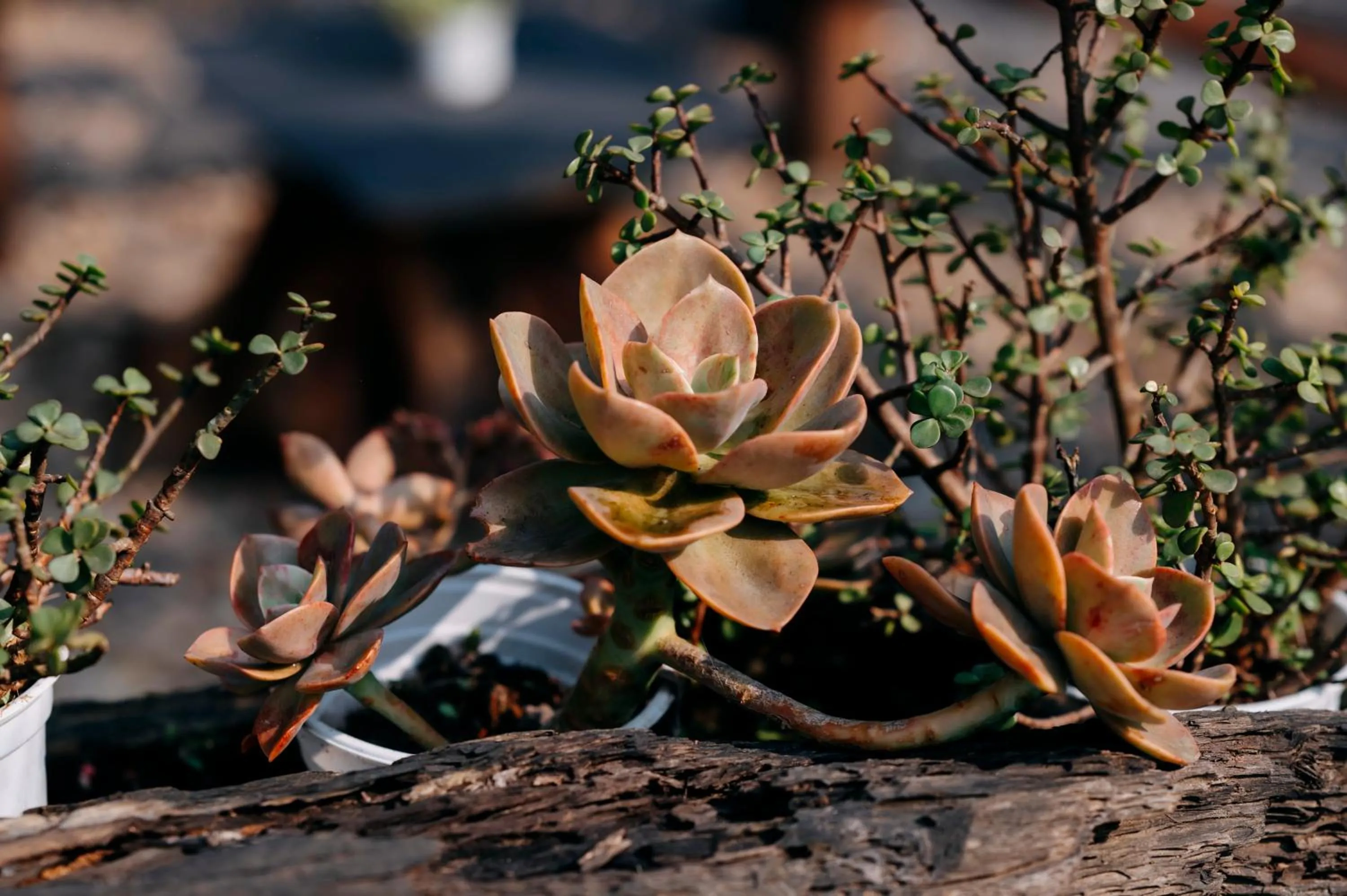 Sinai Bungalow & Hotel SaPa