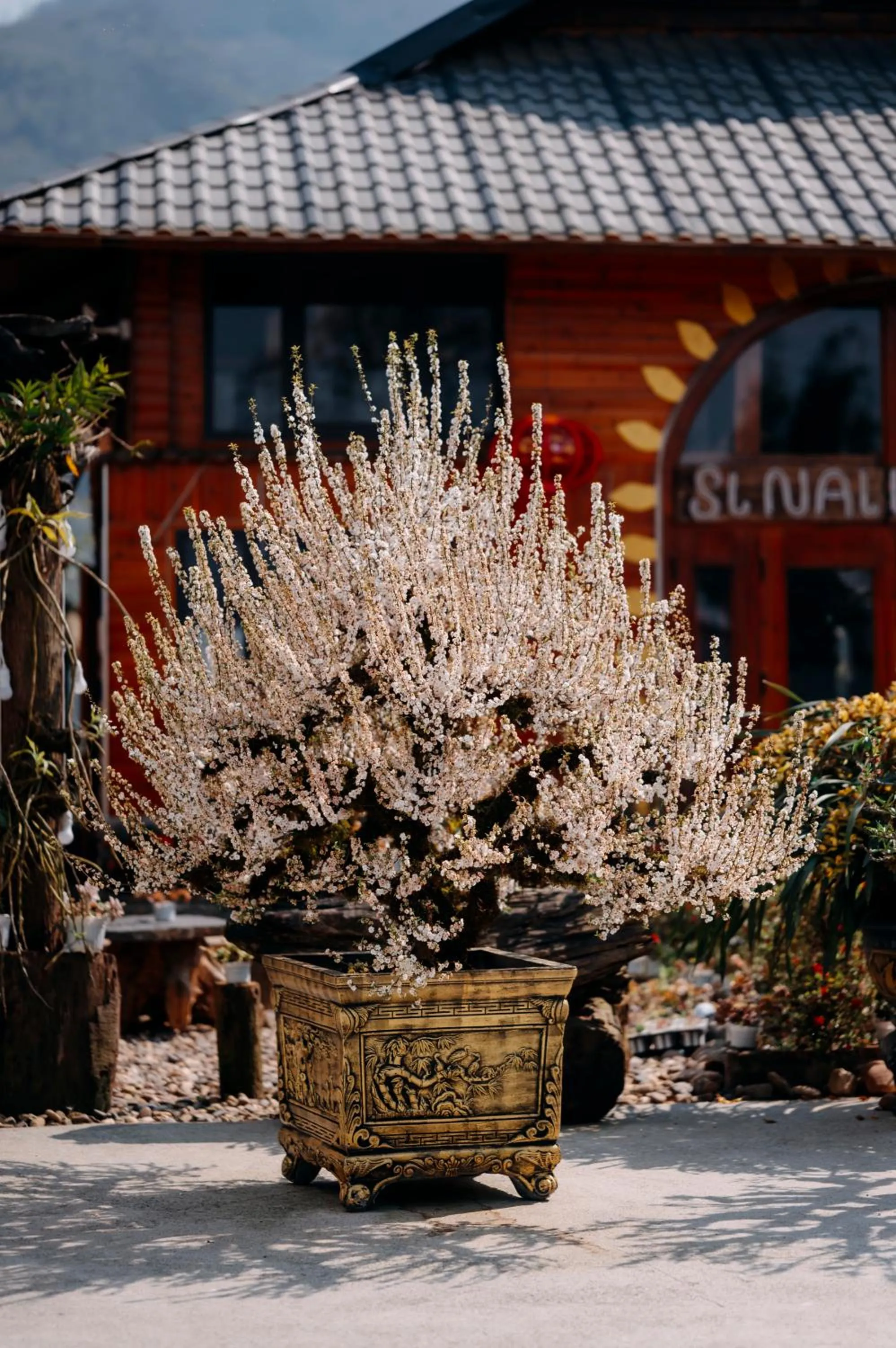 Sinai Bungalow & Hotel SaPa