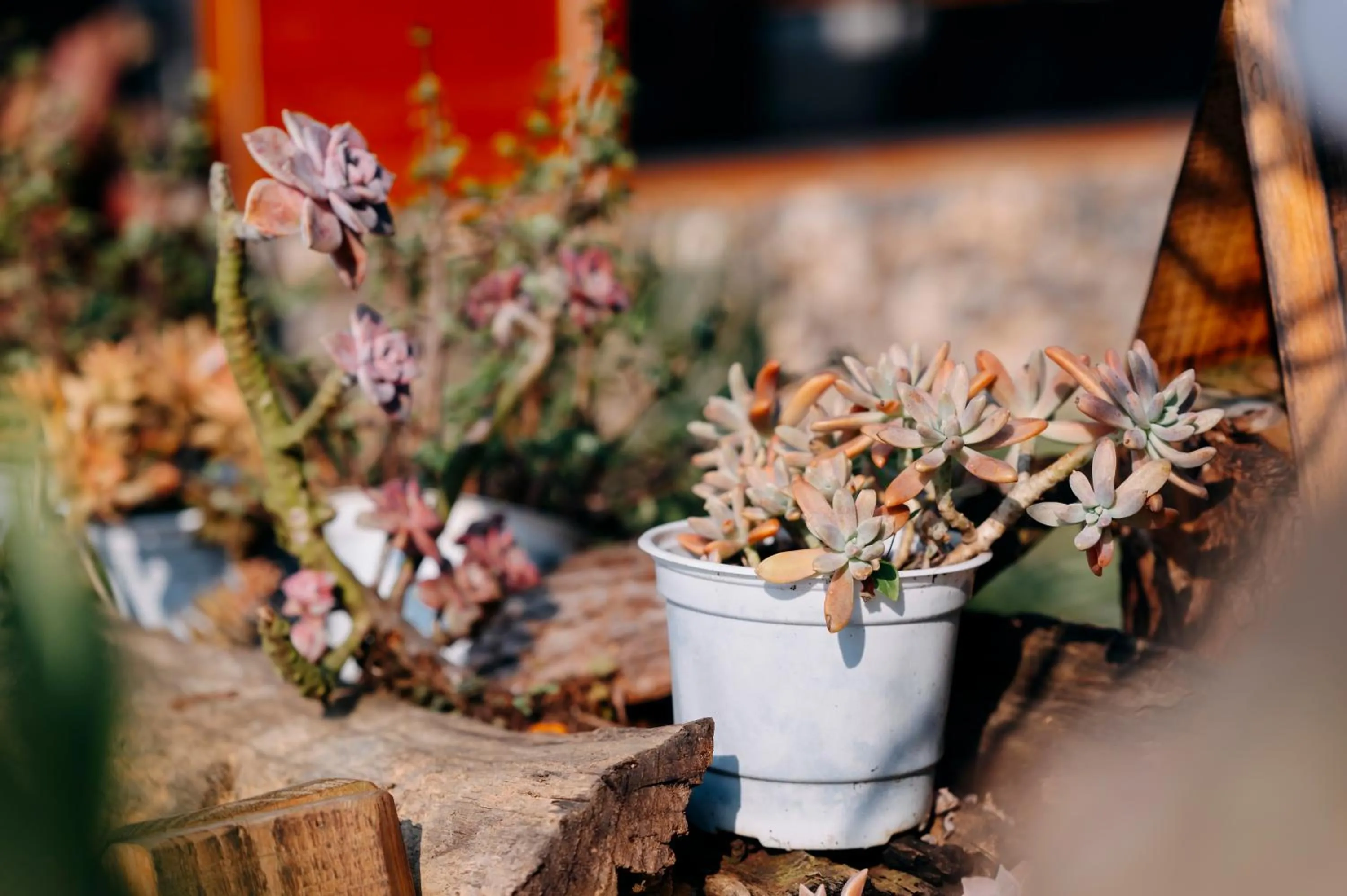 Sinai Bungalow & Hotel SaPa