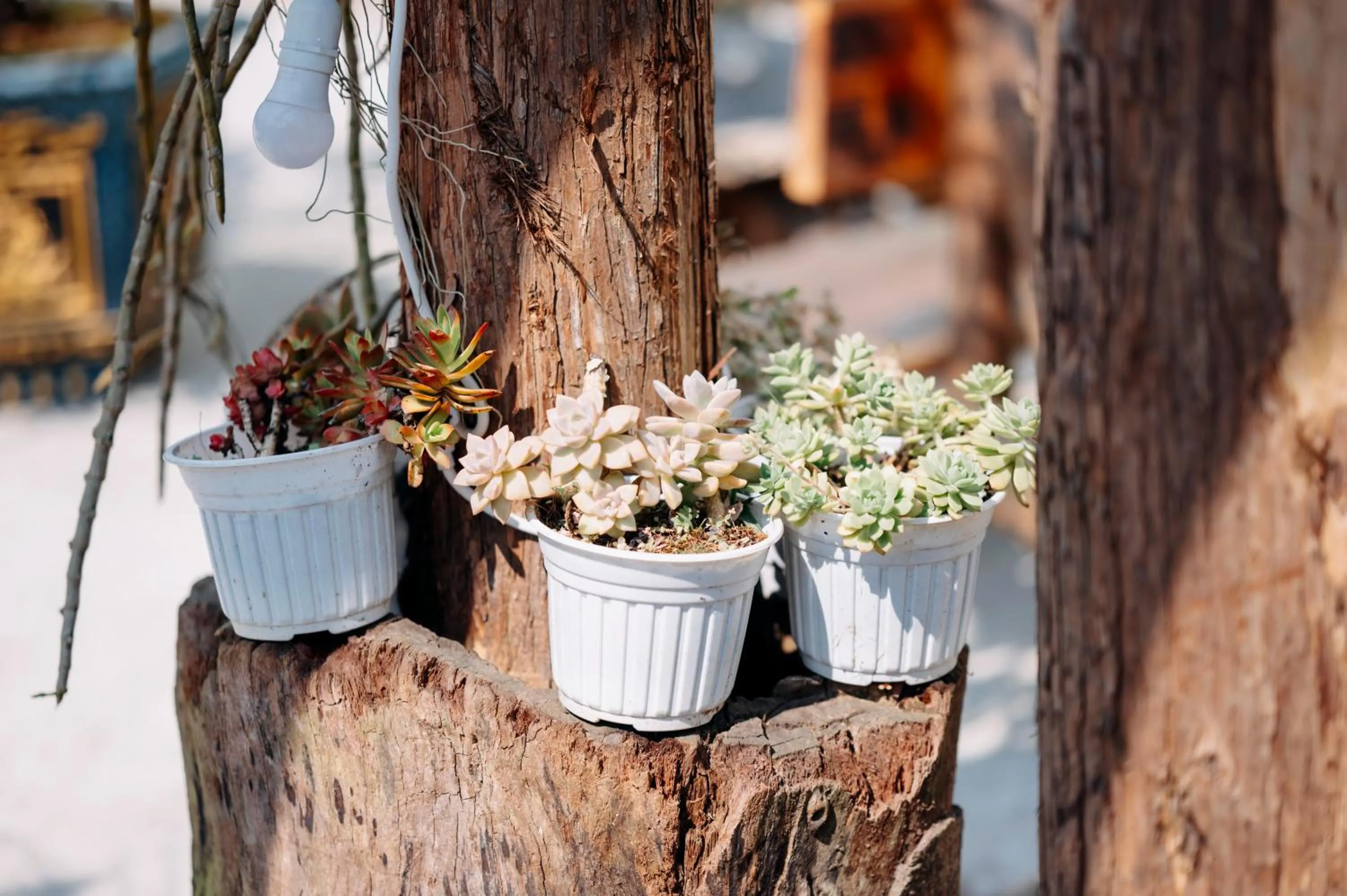 Sinai Bungalow & Hotel SaPa