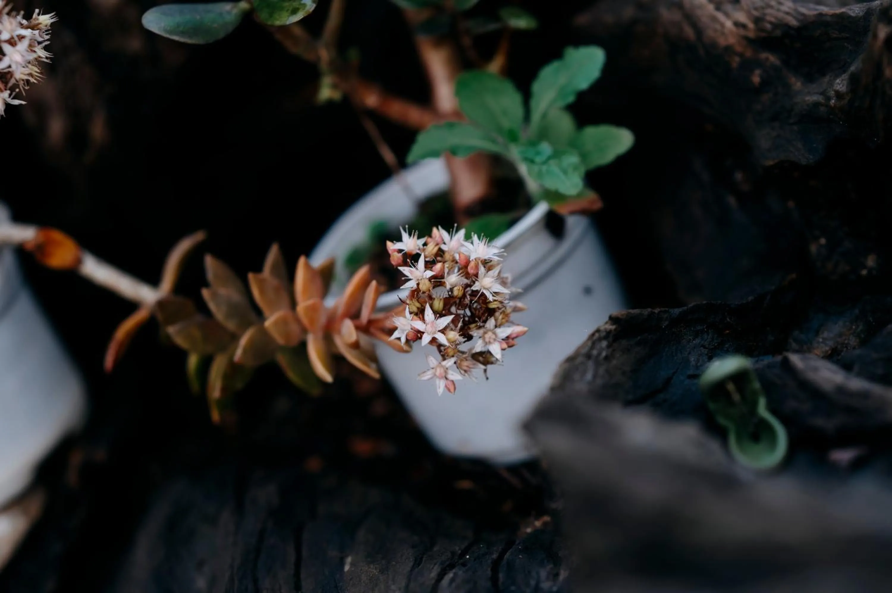 Sinai Bungalow & Hotel SaPa