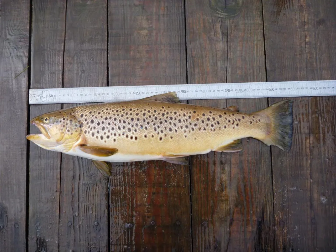 Fishing in Hakone Ashinoko Bikeikan 箱根芦ノ湖 美景館
