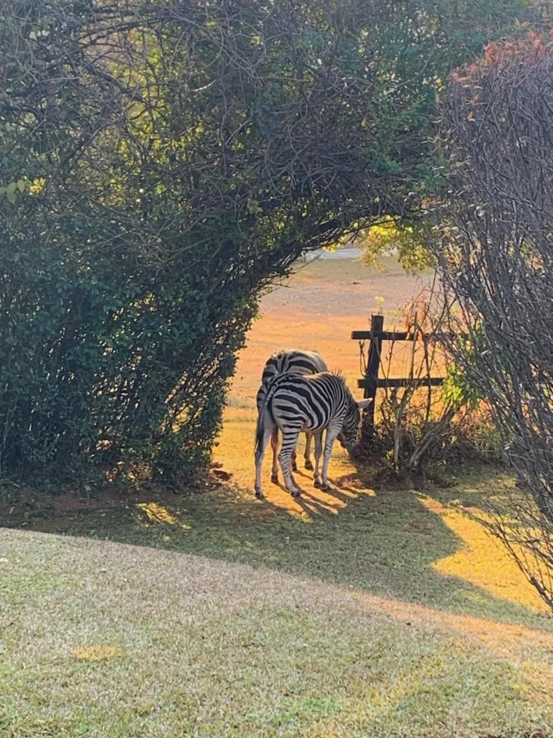 Animals in Cathkin Cottage Bed & Breakfast