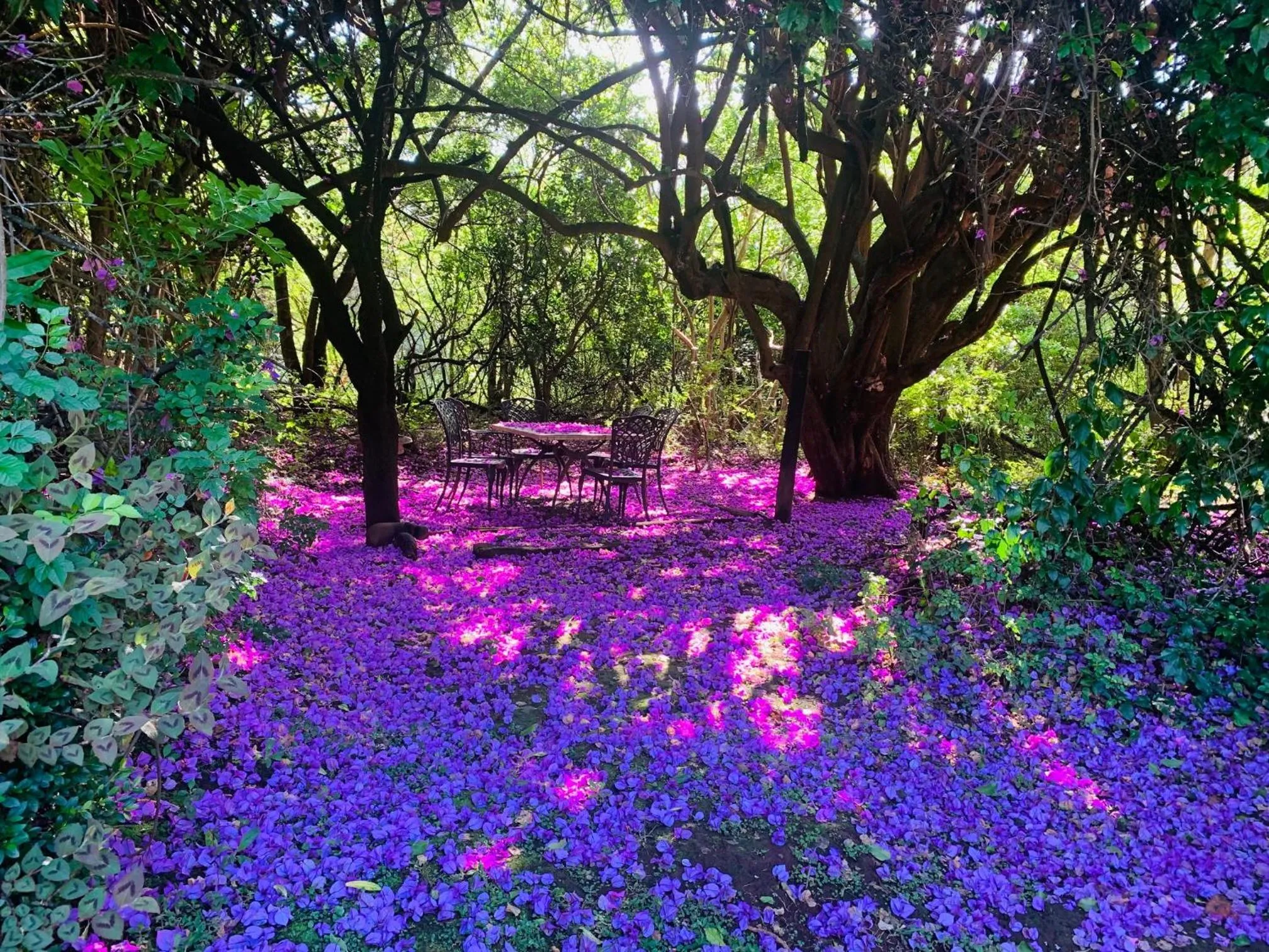 Garden in Cathkin Cottage Bed & Breakfast