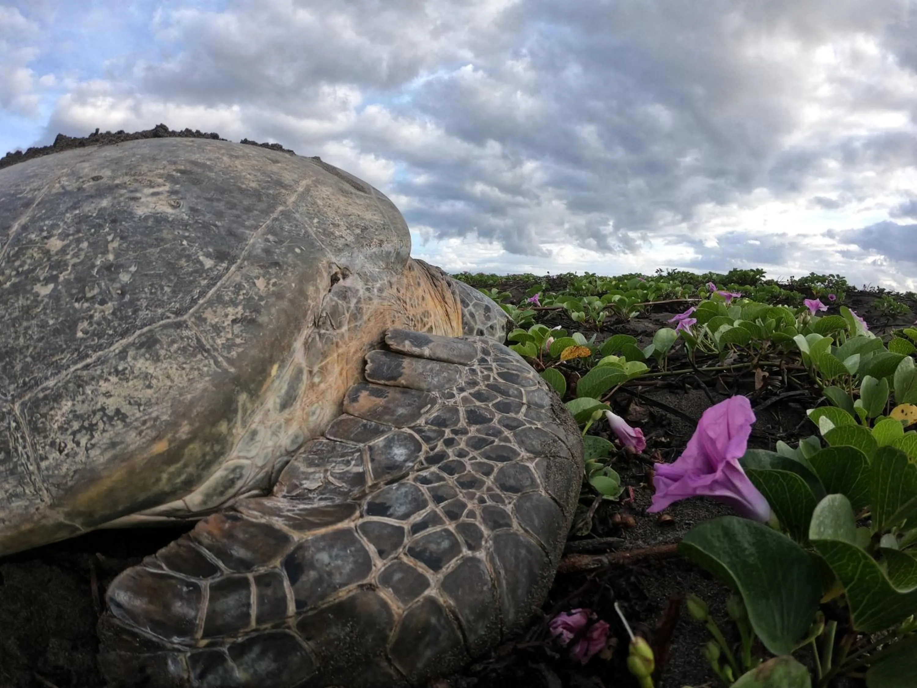 Day in El Deseo Serendipity Tortuguero