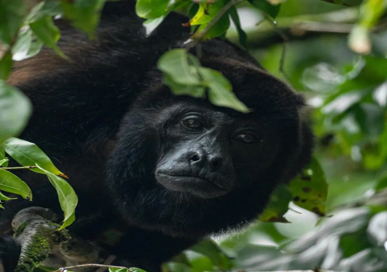 Natural landscape in El Deseo Serendipity Tortuguero