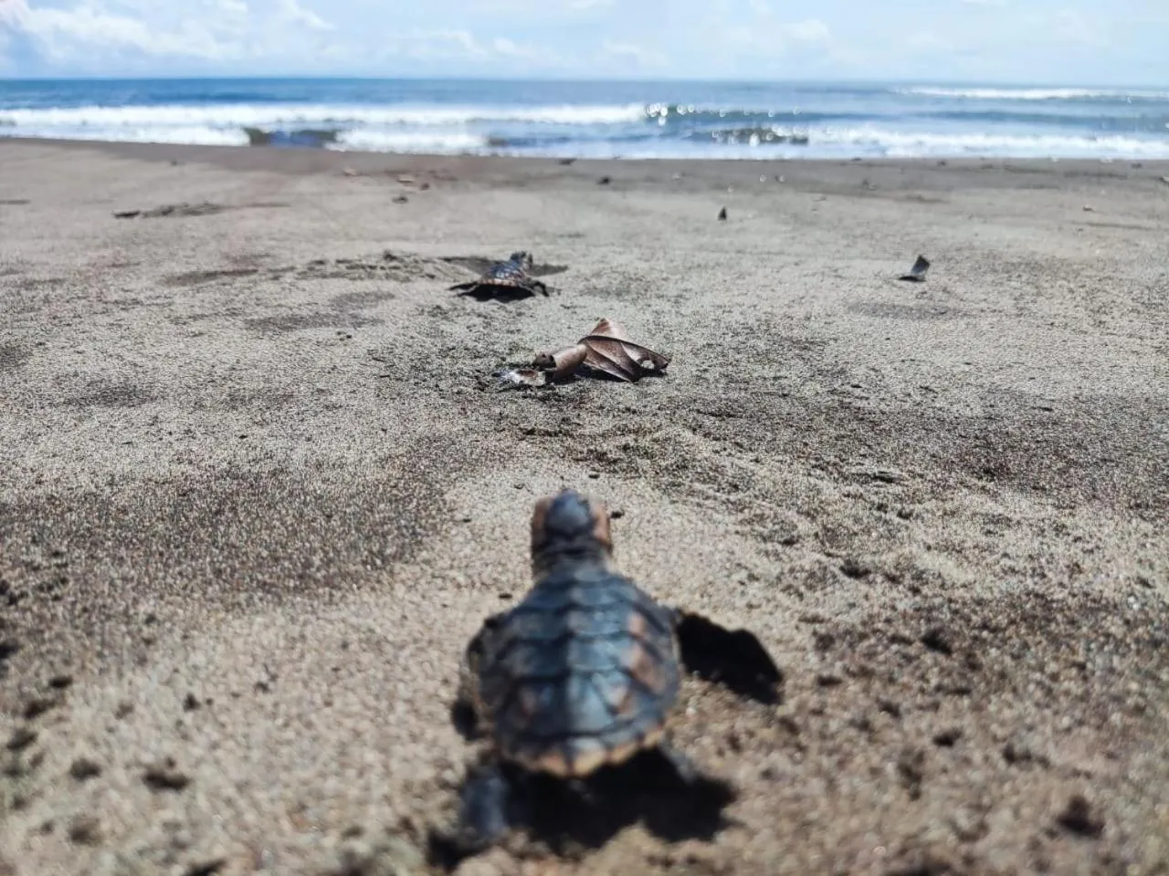 Natural landscape in El Deseo Serendipity Tortuguero