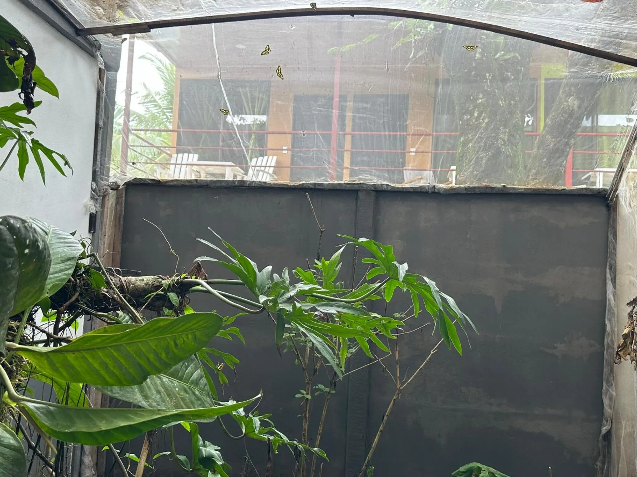 Garden view in El Deseo Serendipity Tortuguero